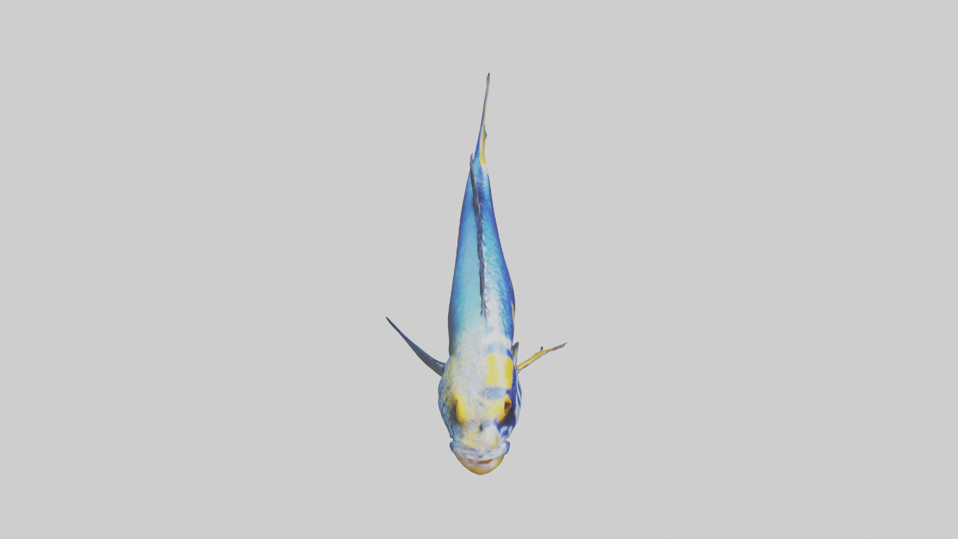 Cichlid swimming model 3D model_18