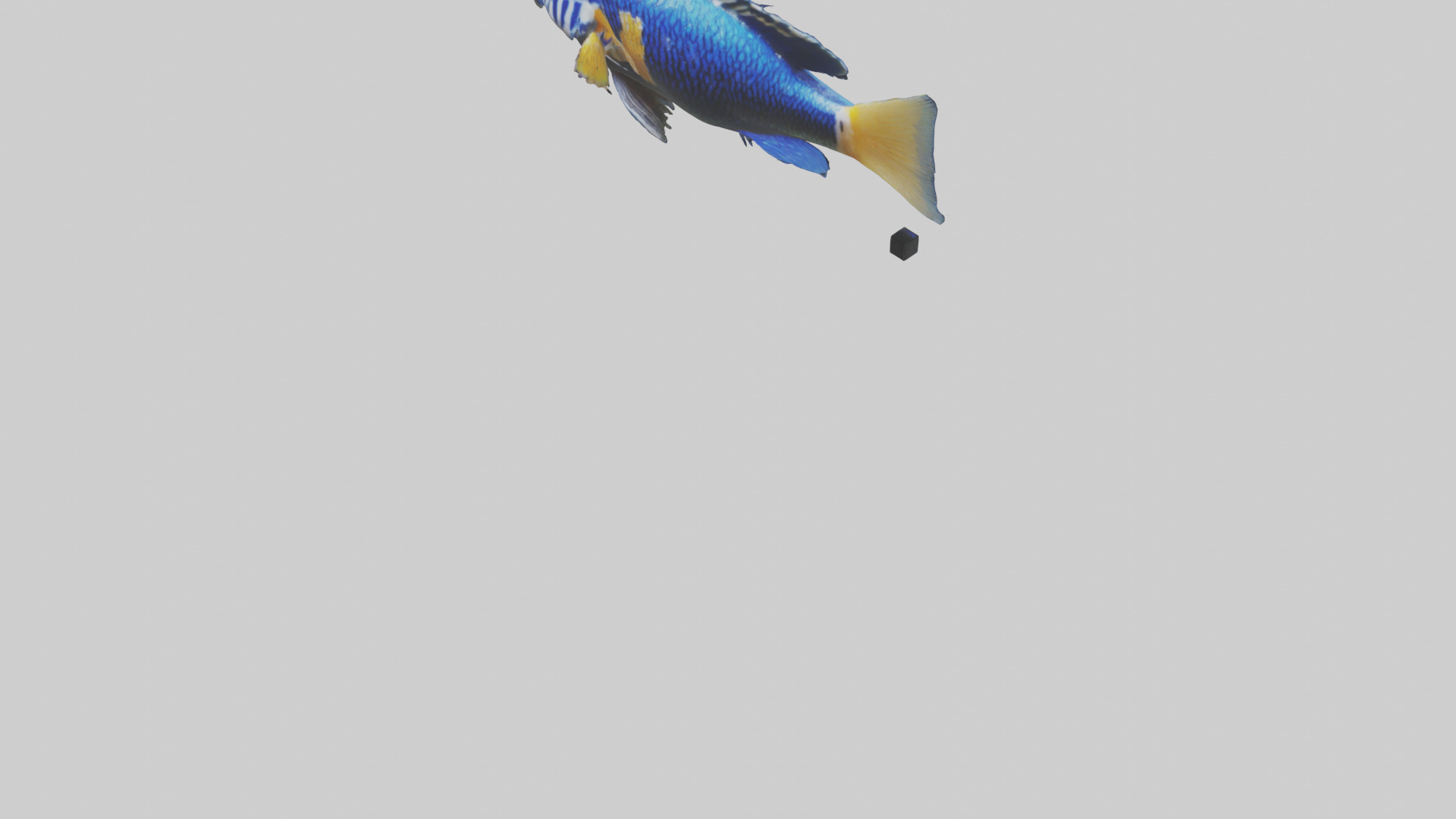 Cichlid swimming model 3D model_5