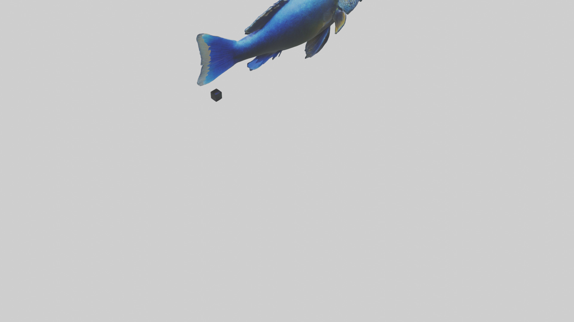 Cichlid swimming model 3D model_3