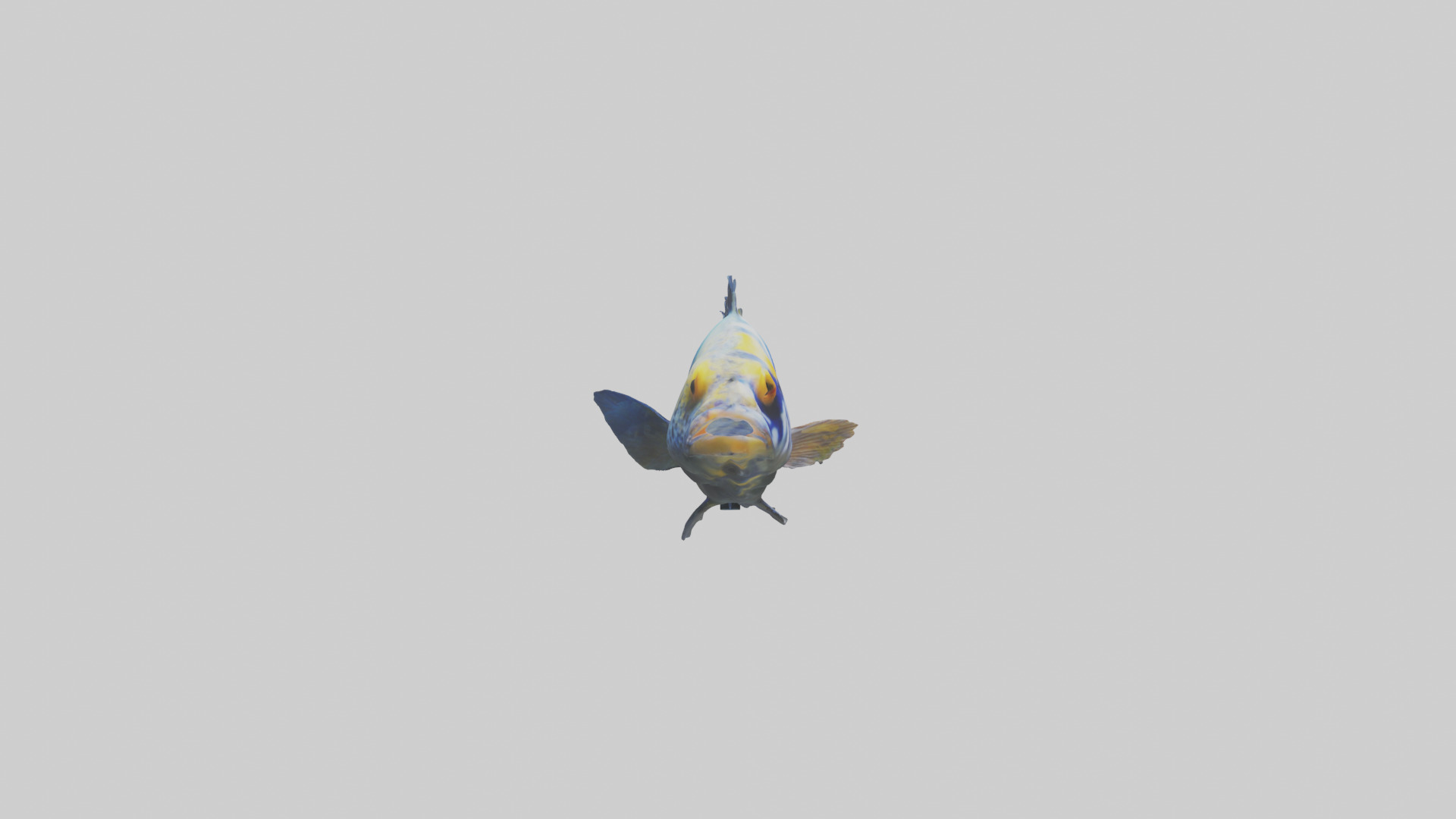 Cichlid swimming model 3D model_13