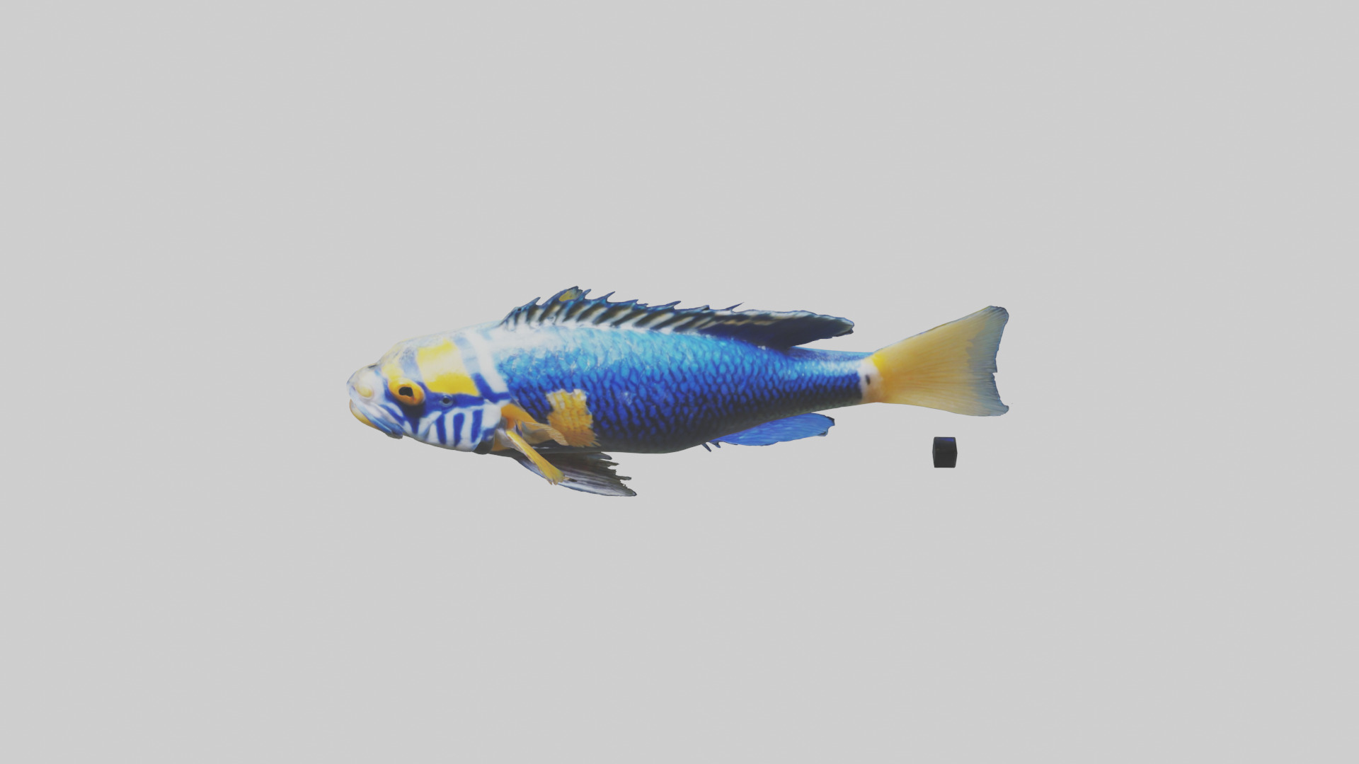 Cichlid swimming model 3D model_16