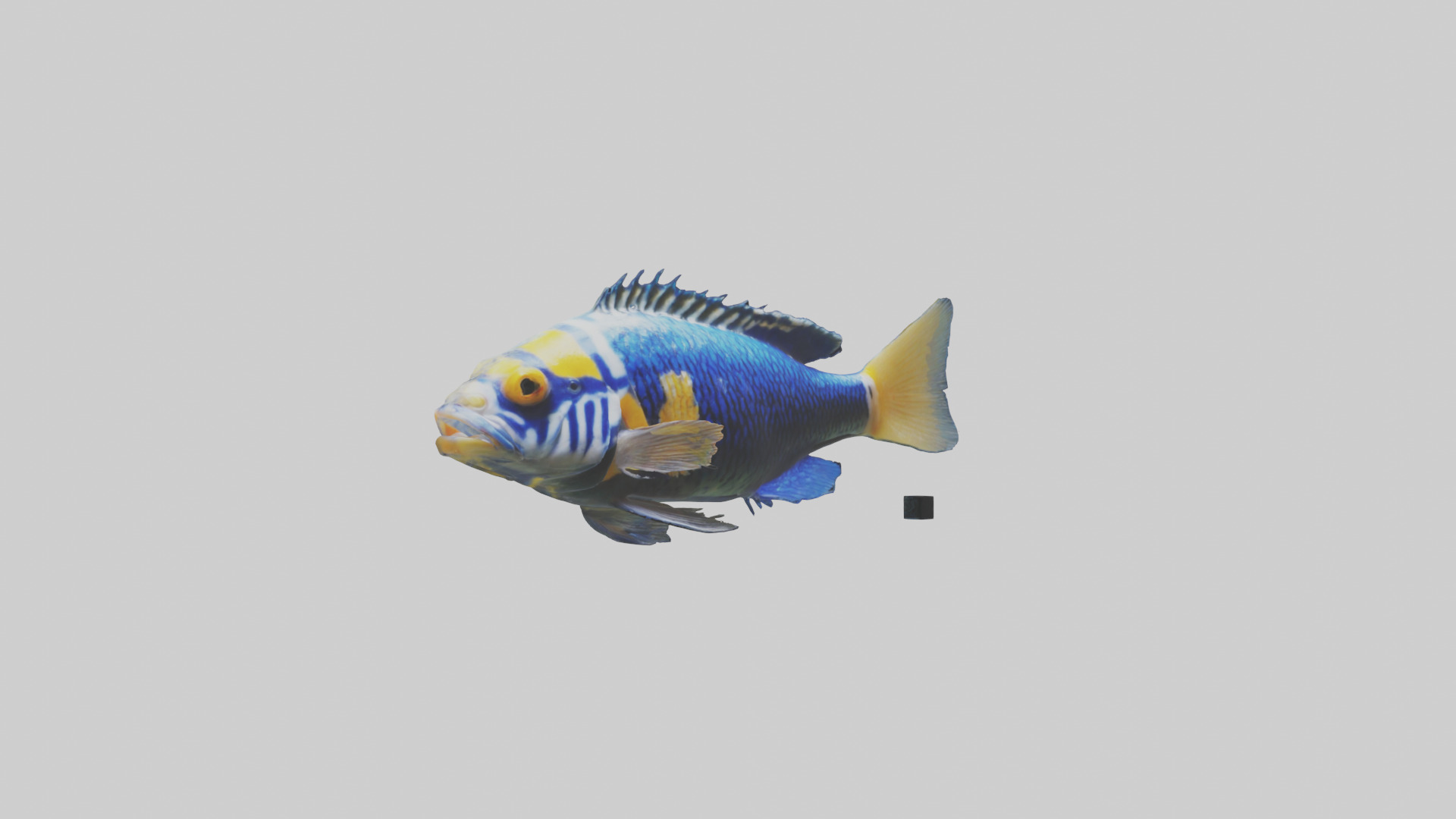 Cichlid swimming model 3D model_7