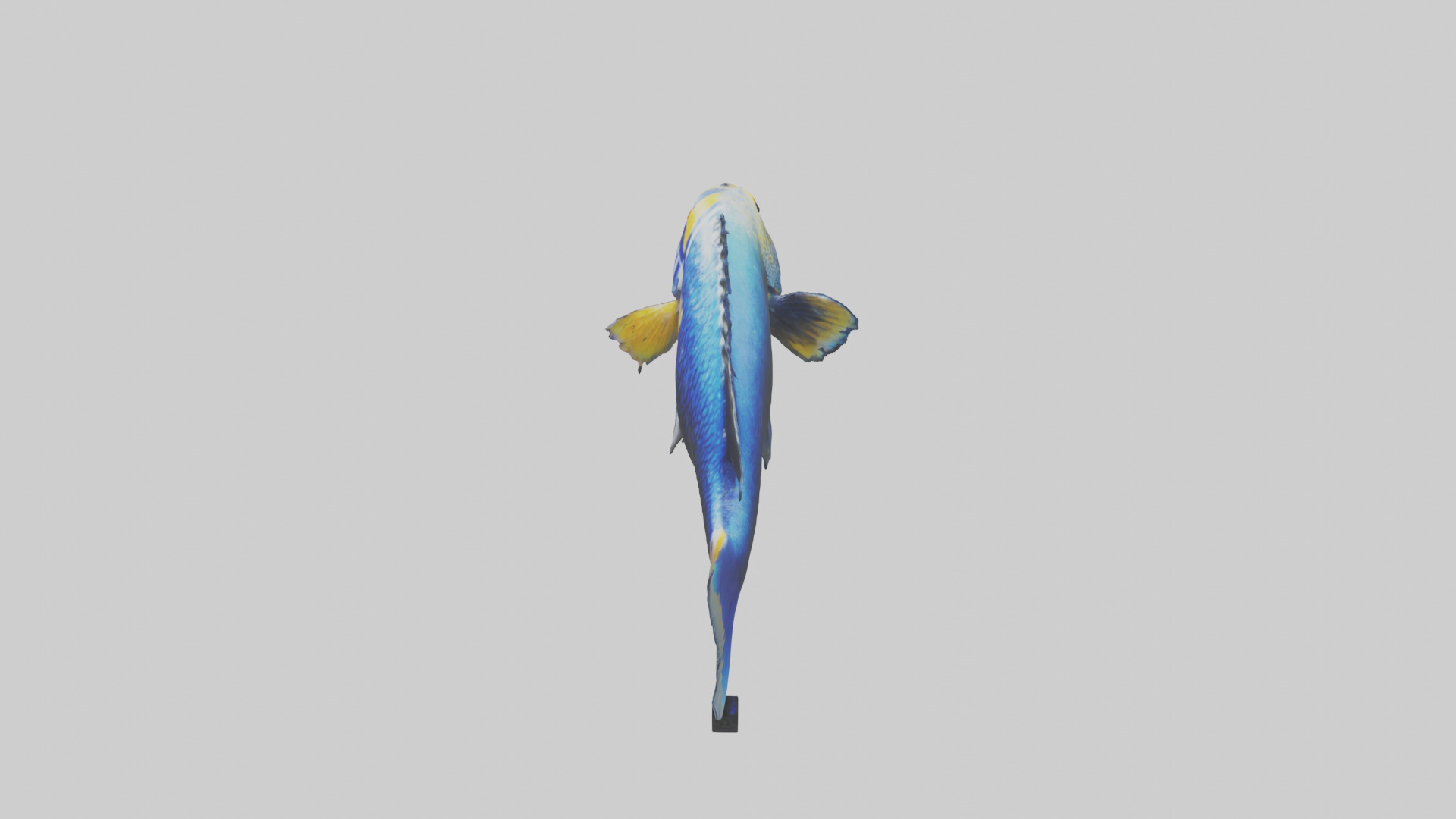 Cichlid swimming model 3D model_17