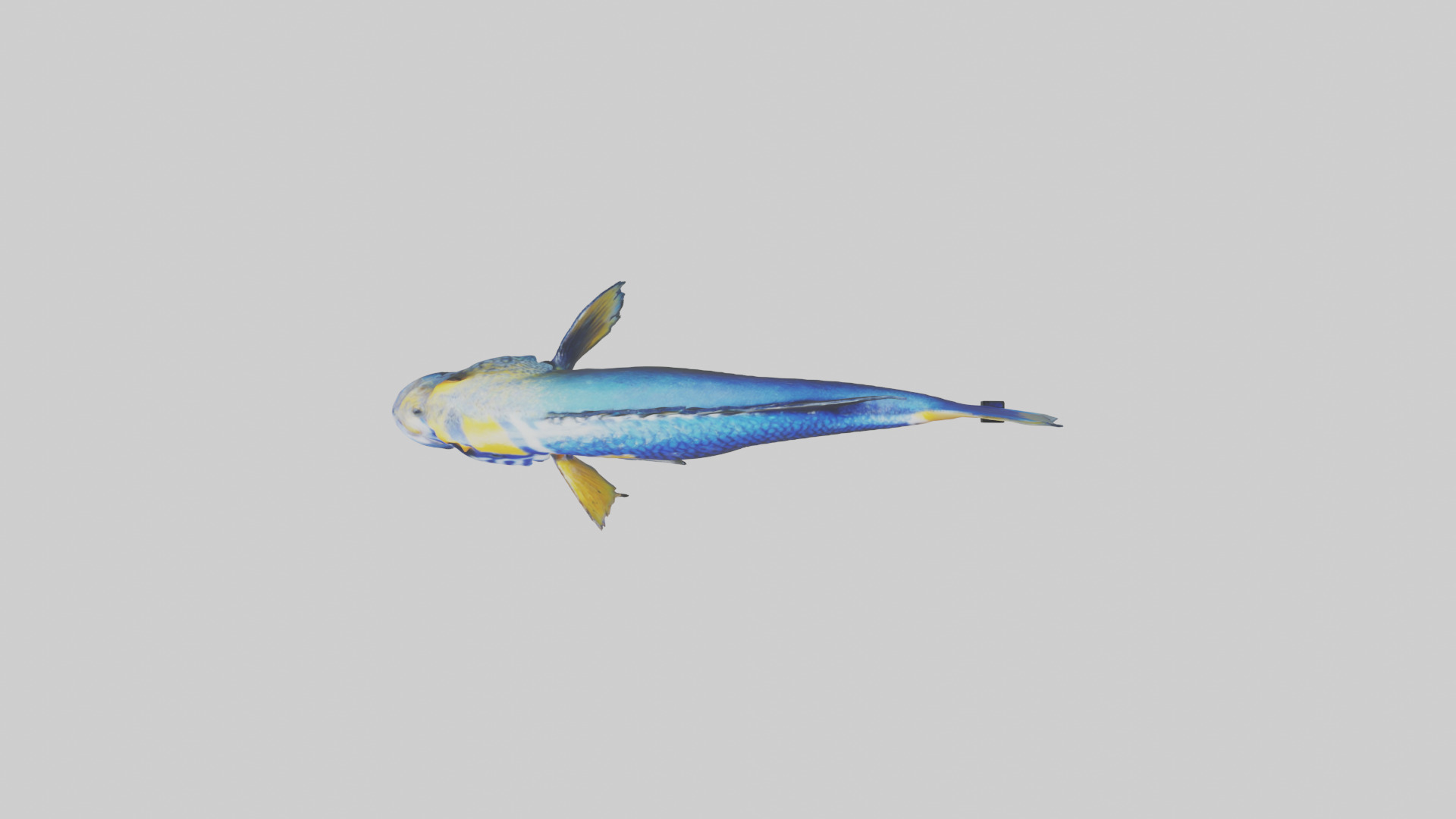 Cichlid swimming model 3D model_14