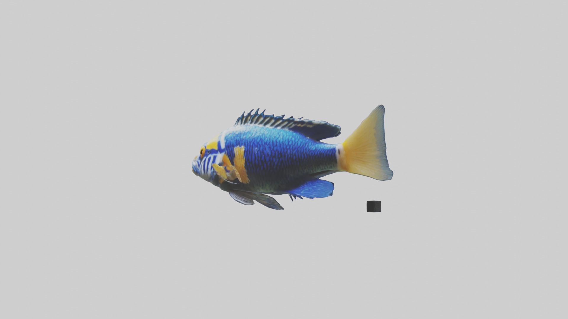 Cichlid swimming model 3D model_10