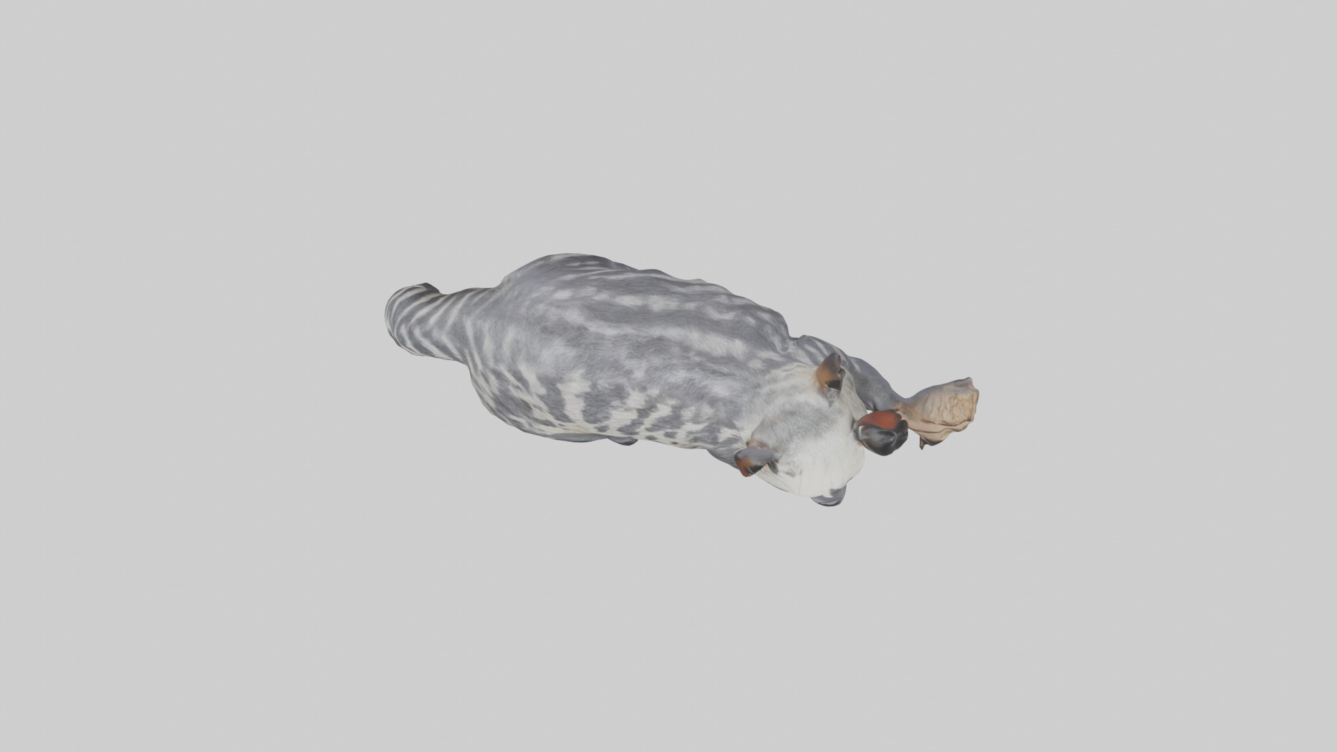 Civet climbing tree model 3D model_14