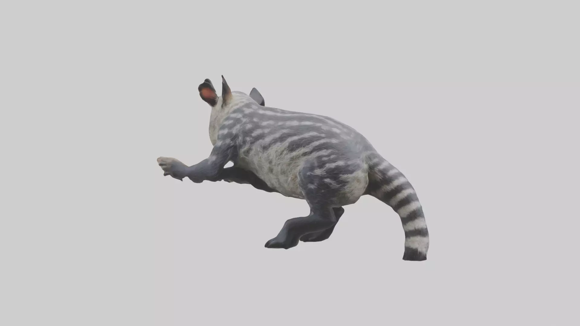 Civet climbing tree model 3D model_0