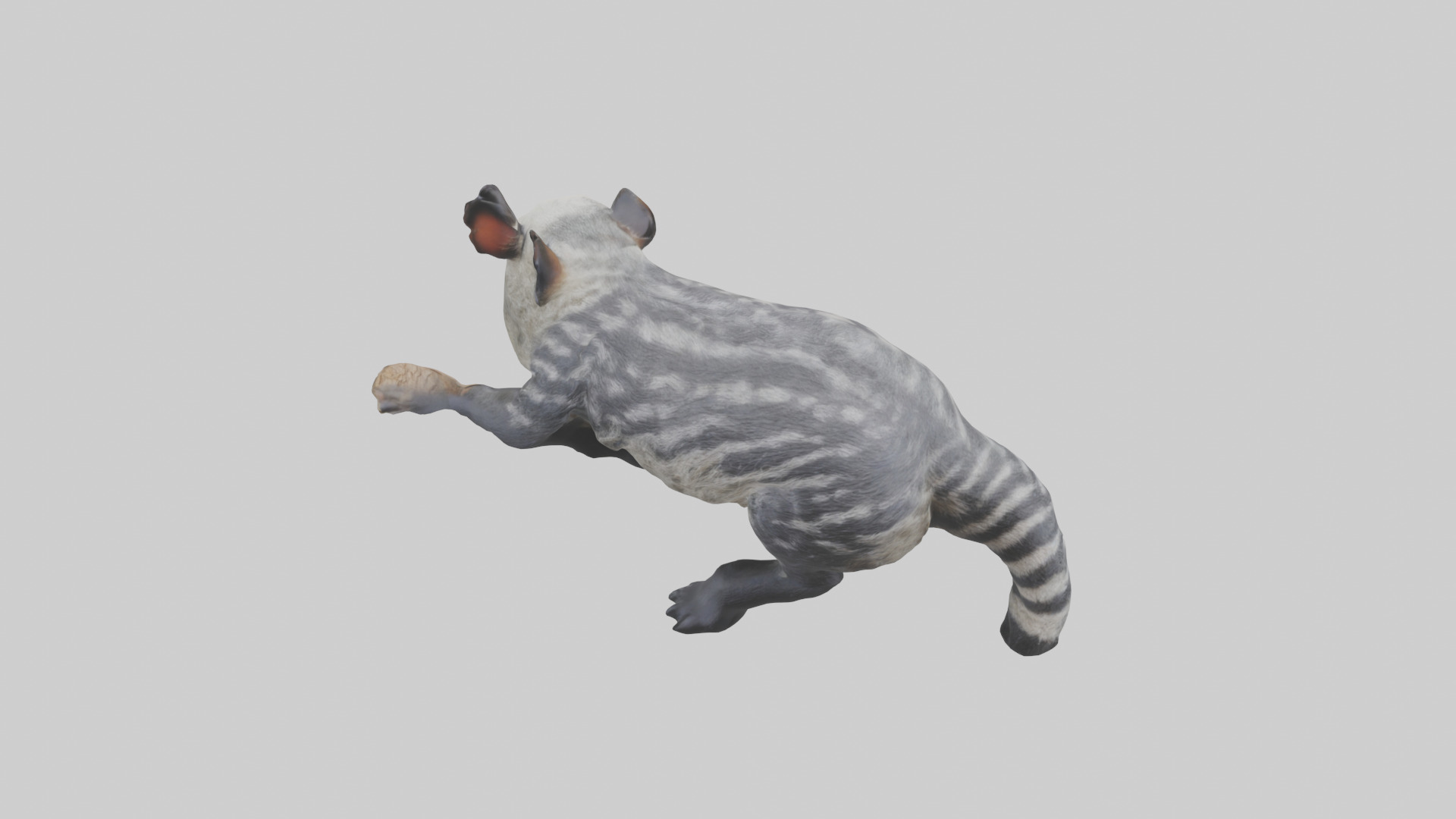 Civet climbing tree model 3D model_15