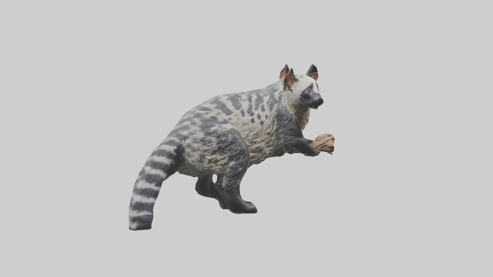 Civet climbing tree model 3D model_7