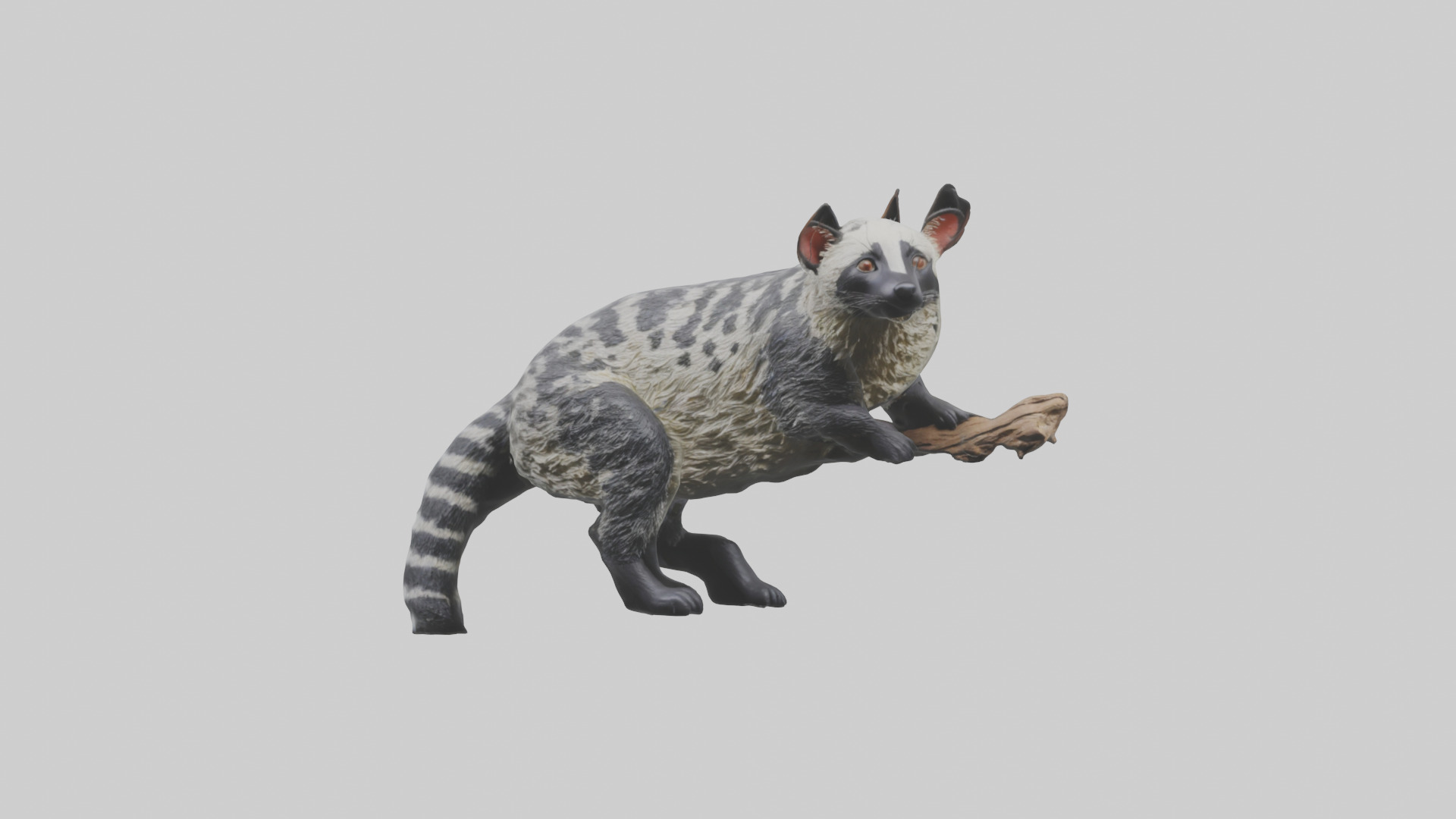 Civet climbing tree model 3D model_9