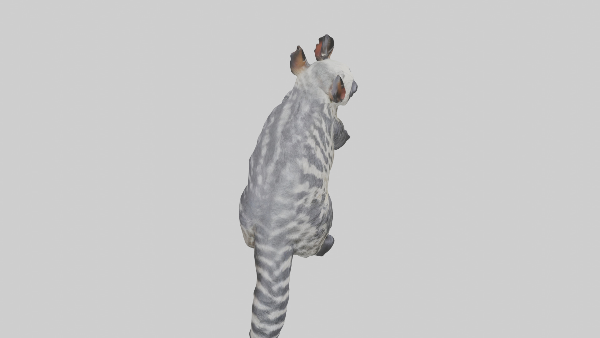 Civet climbing tree model 3D model_18
