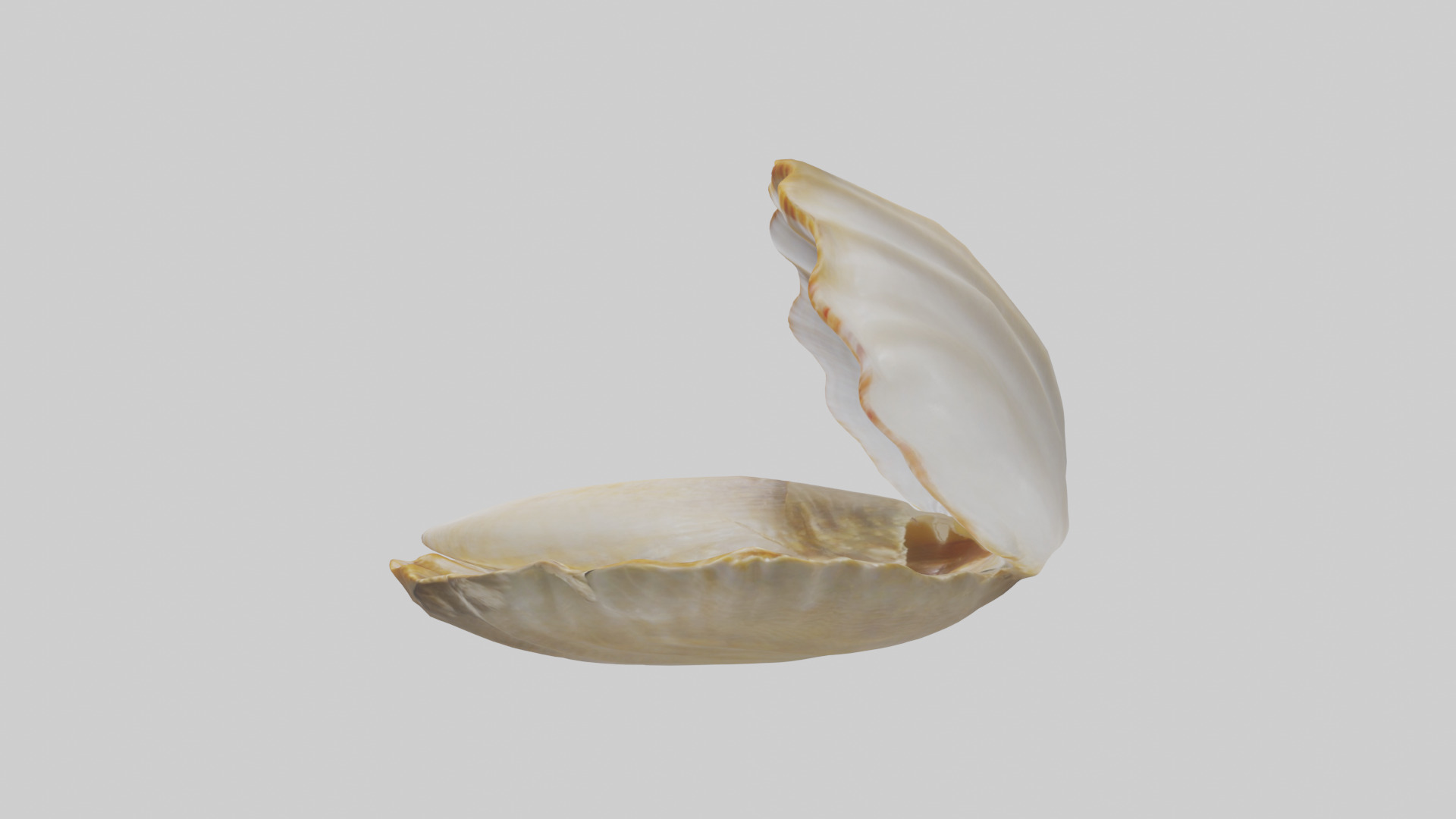 Clam opening shell model 3D model_12