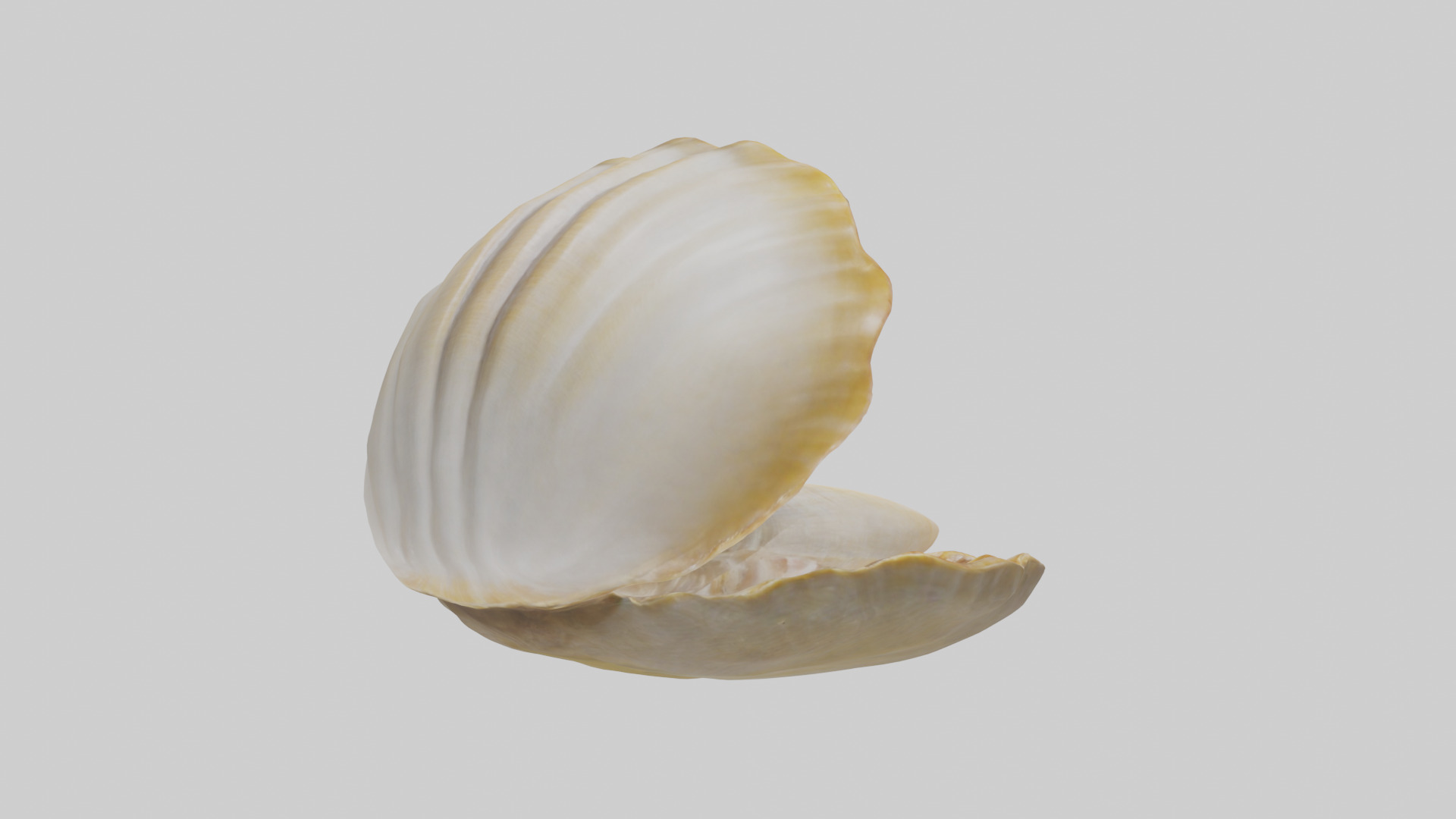 Clam opening shell model 3D model_2
