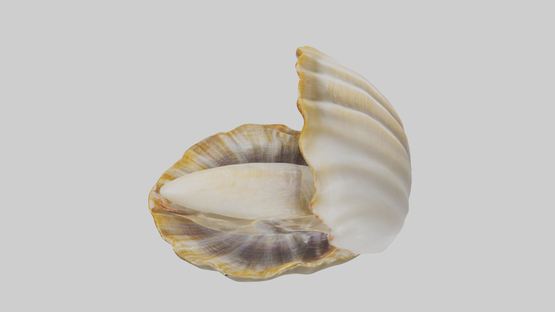 Clam opening shell model 3D model_17