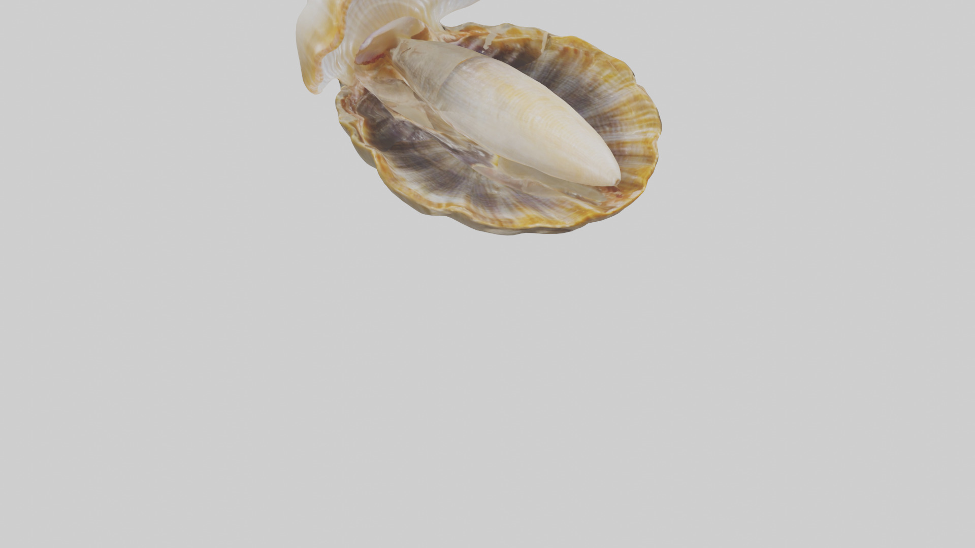 Clam opening shell model 3D model_6