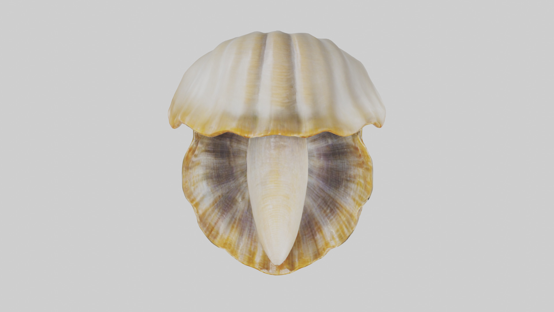 Clam opening shell model 3D model_14