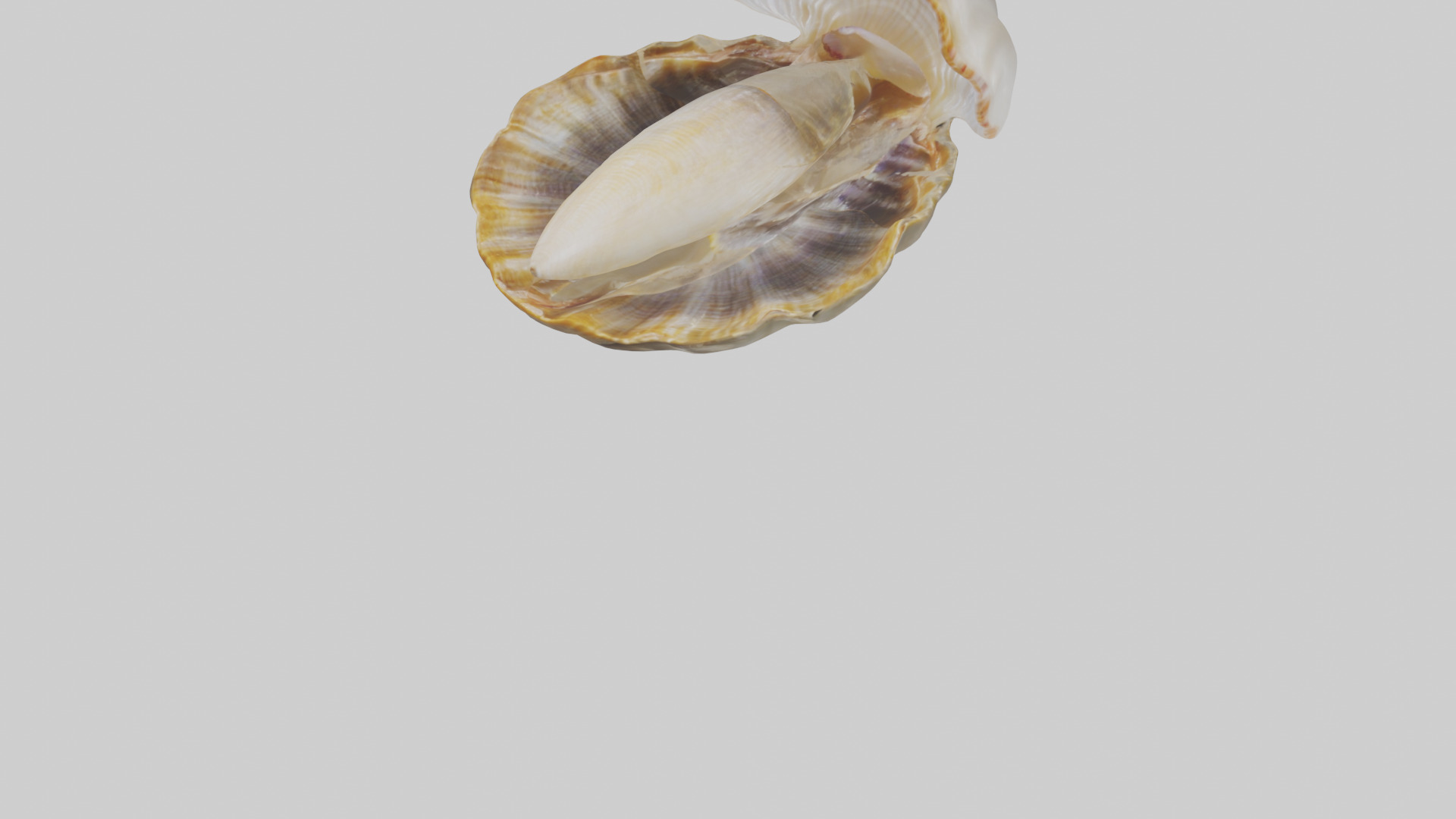 Clam opening shell model 3D model_5