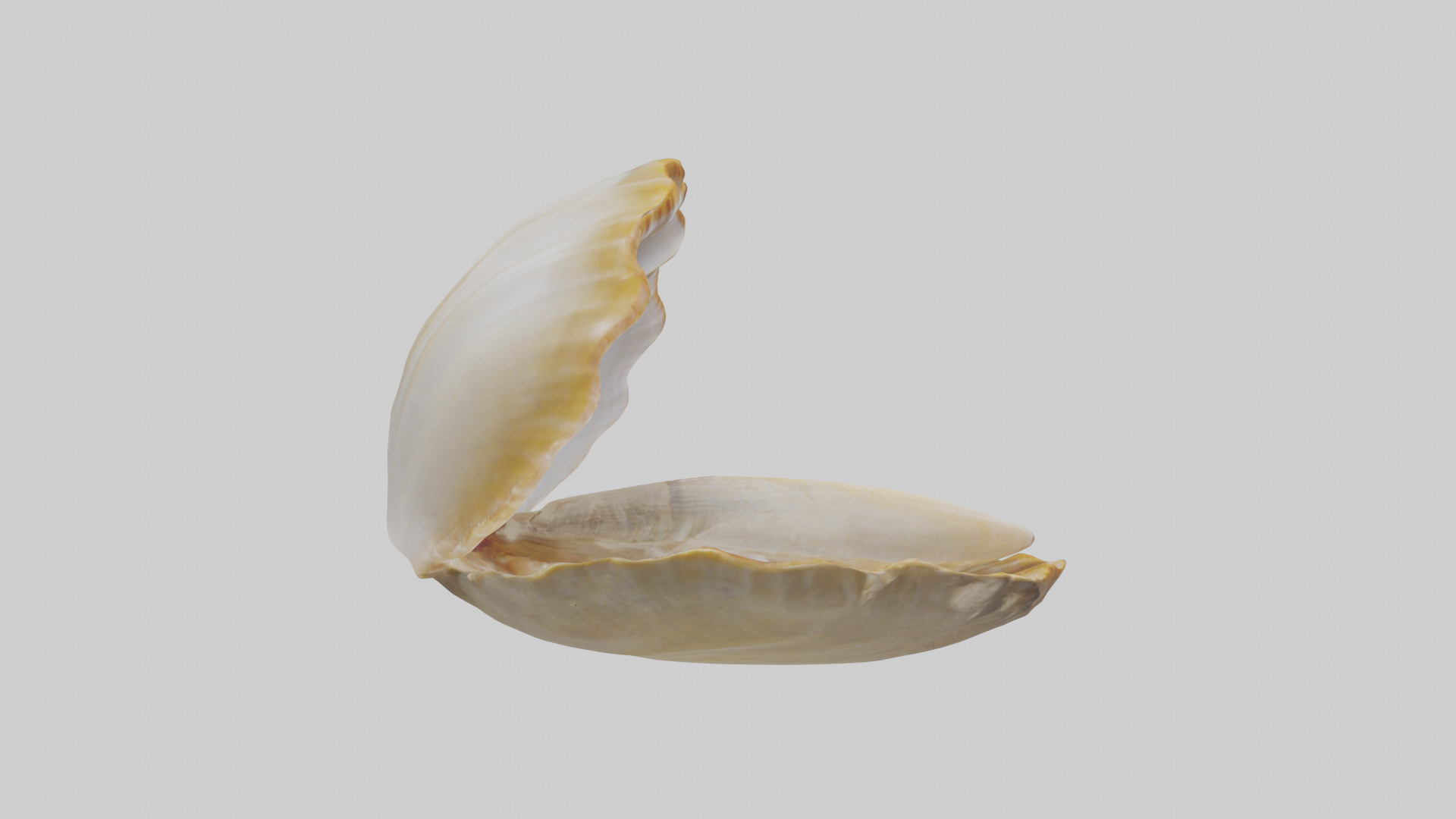 Clam opening shell model 3D model_13