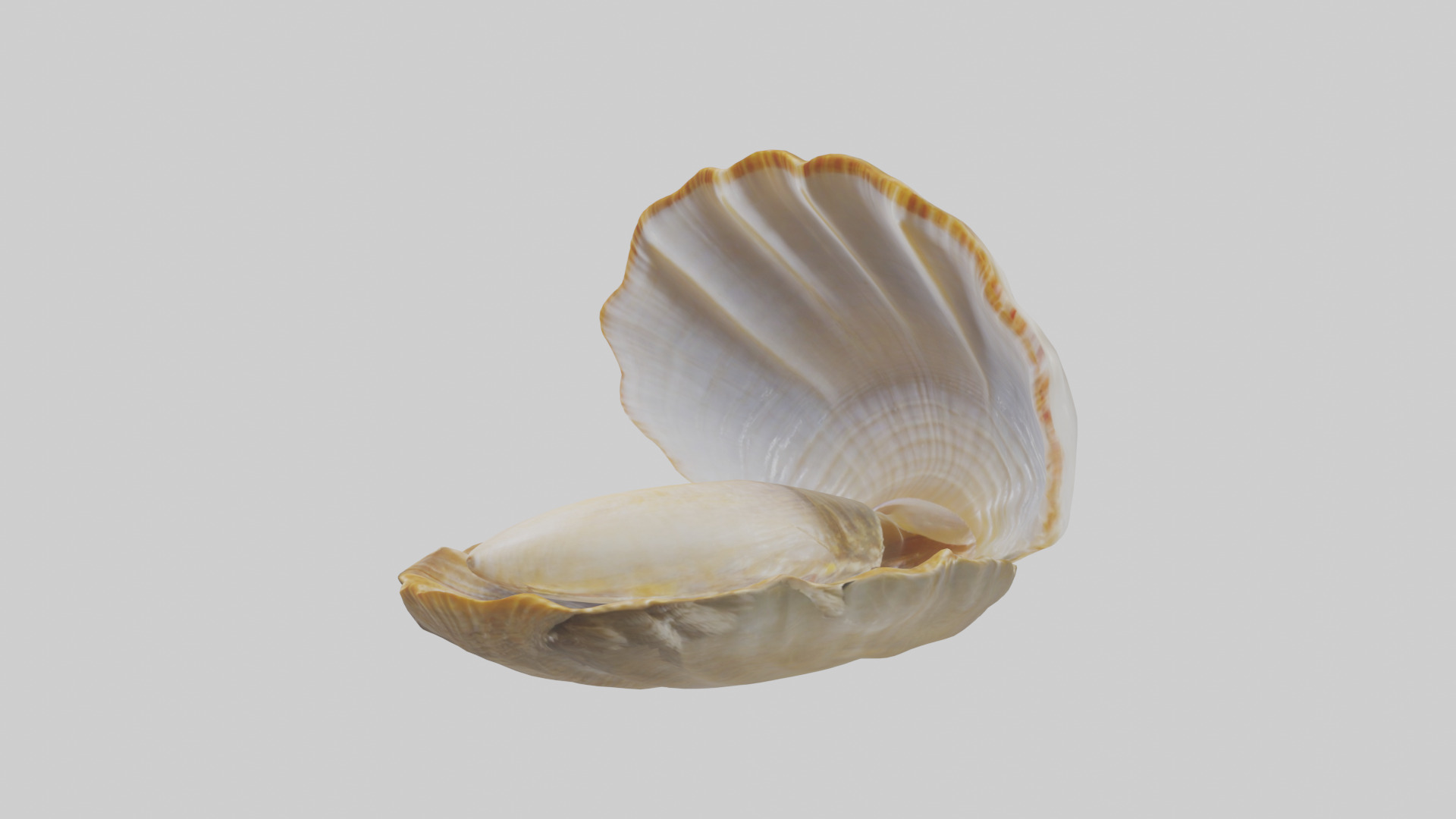 Clam opening shell model 3D model_10