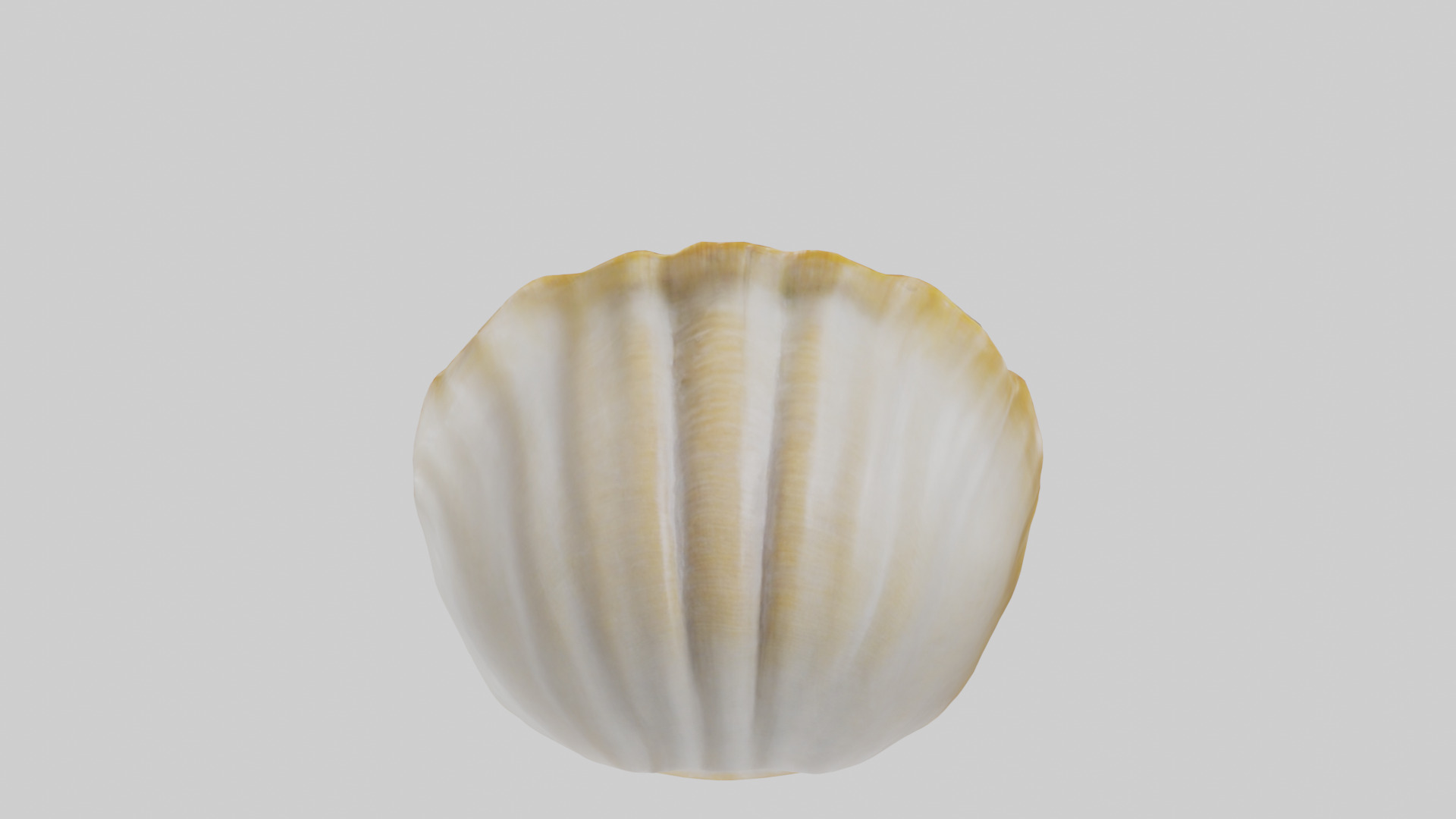 Clam opening shell model 3D model_15