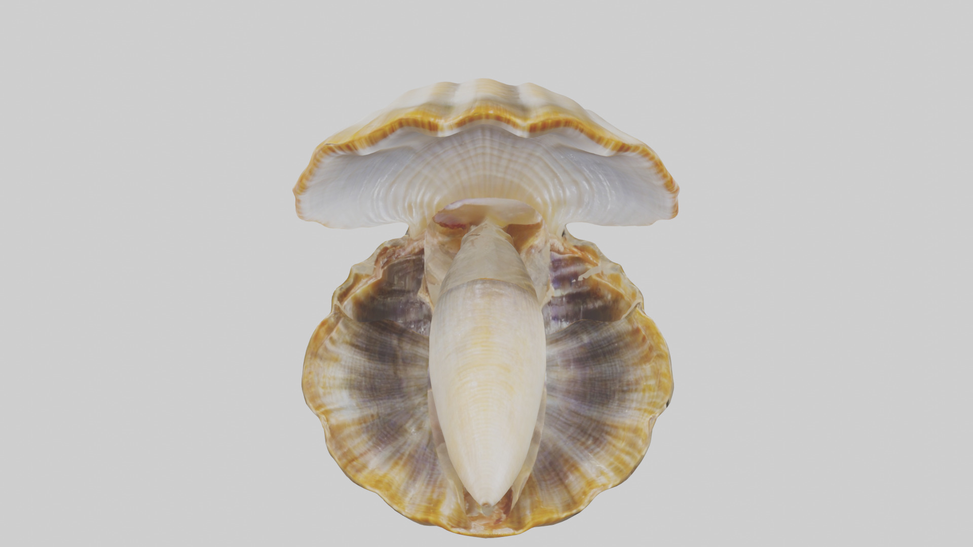 Clam opening shell model 3D model_16