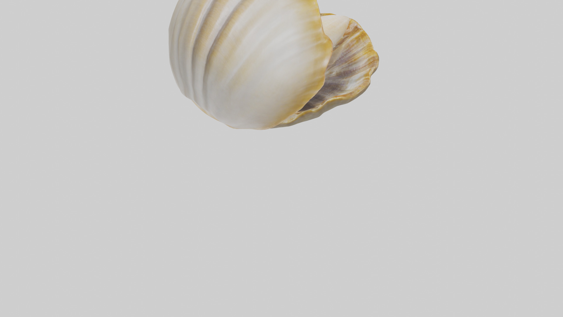 Clam opening shell model 3D model_4