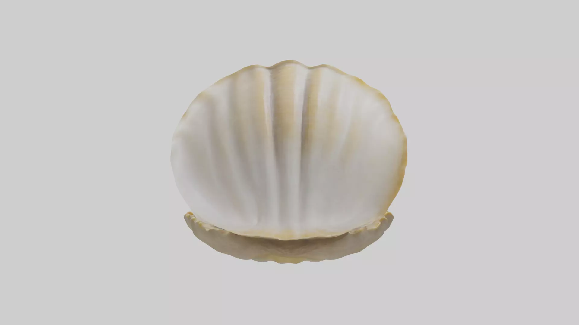 Clam opening shell model 3D model_0