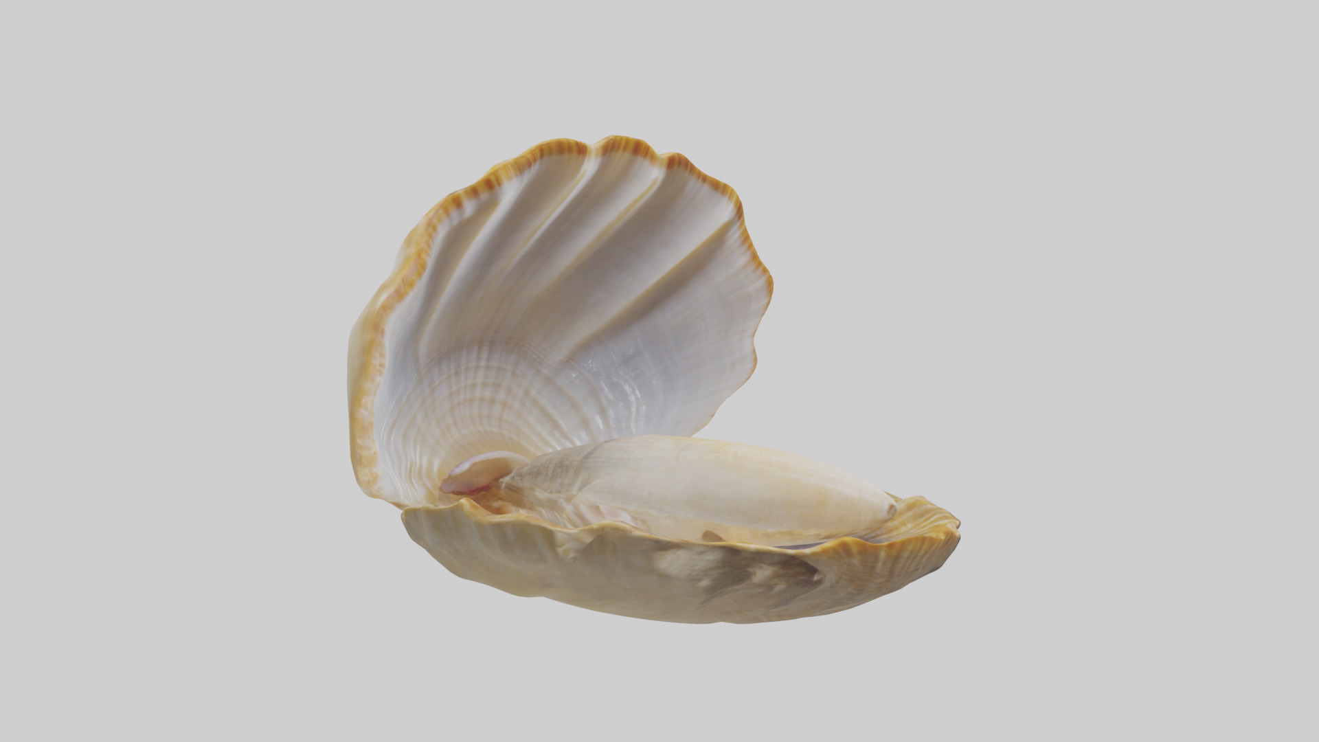 Clam opening shell model 3D model_7