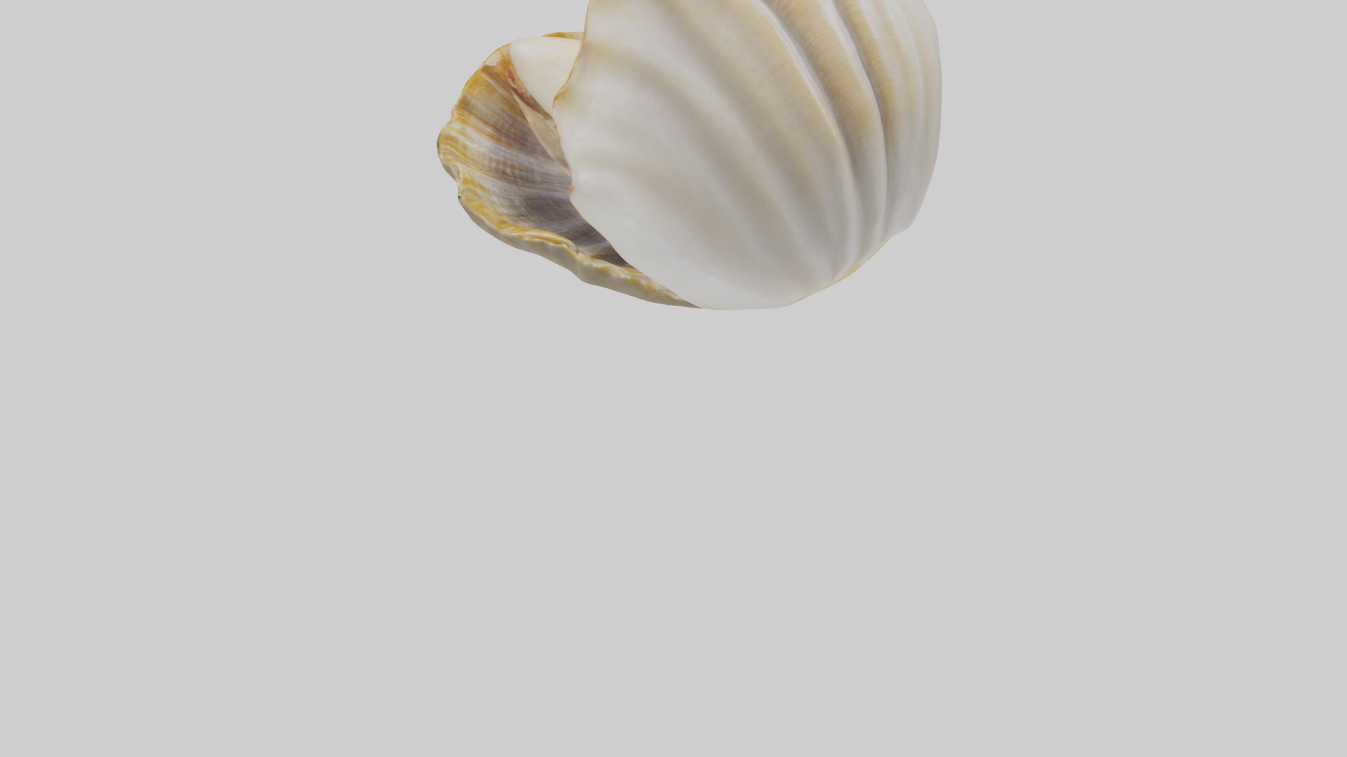 Clam opening shell model 3D model_3