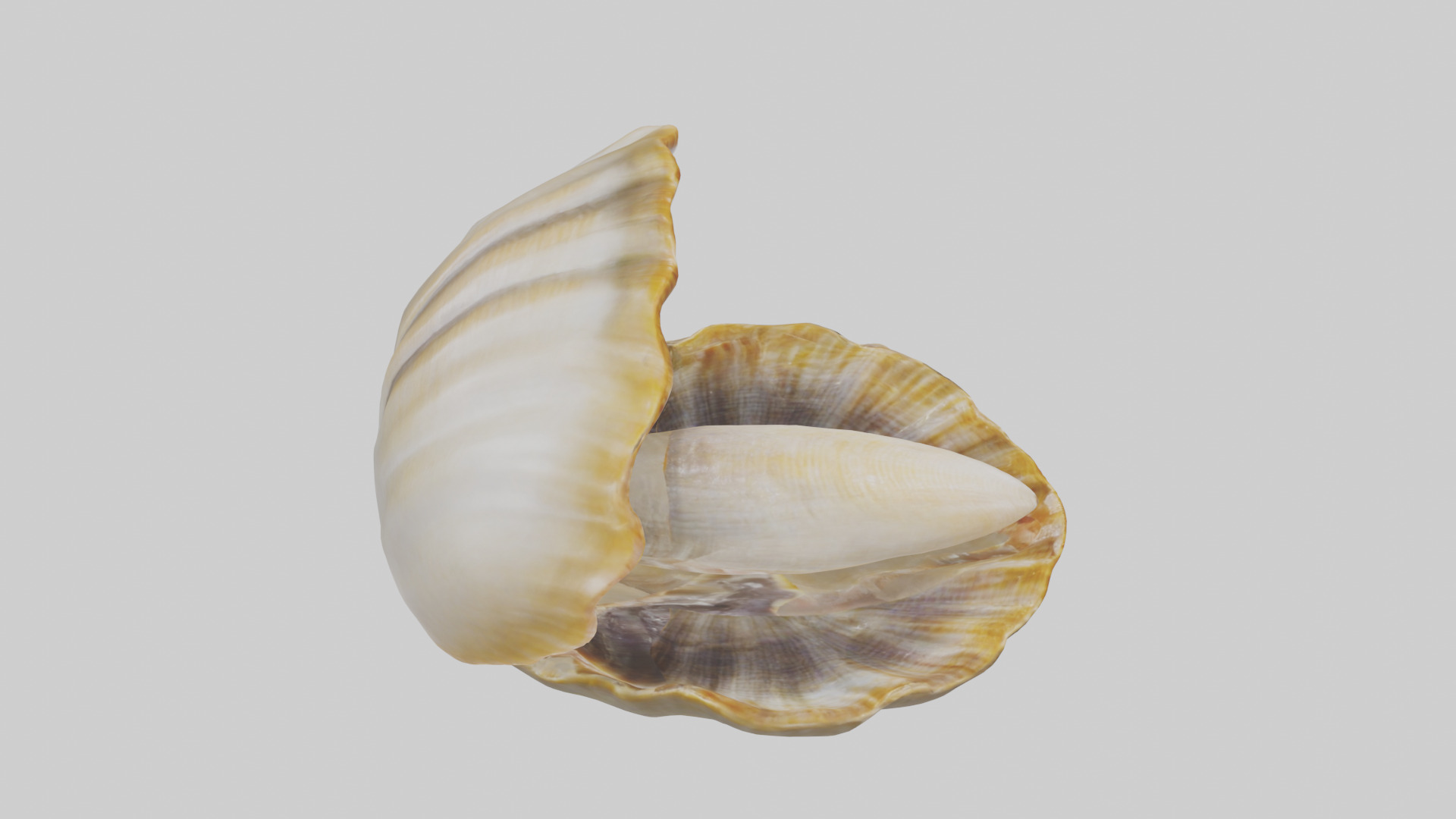 Clam opening shell model 3D model_18