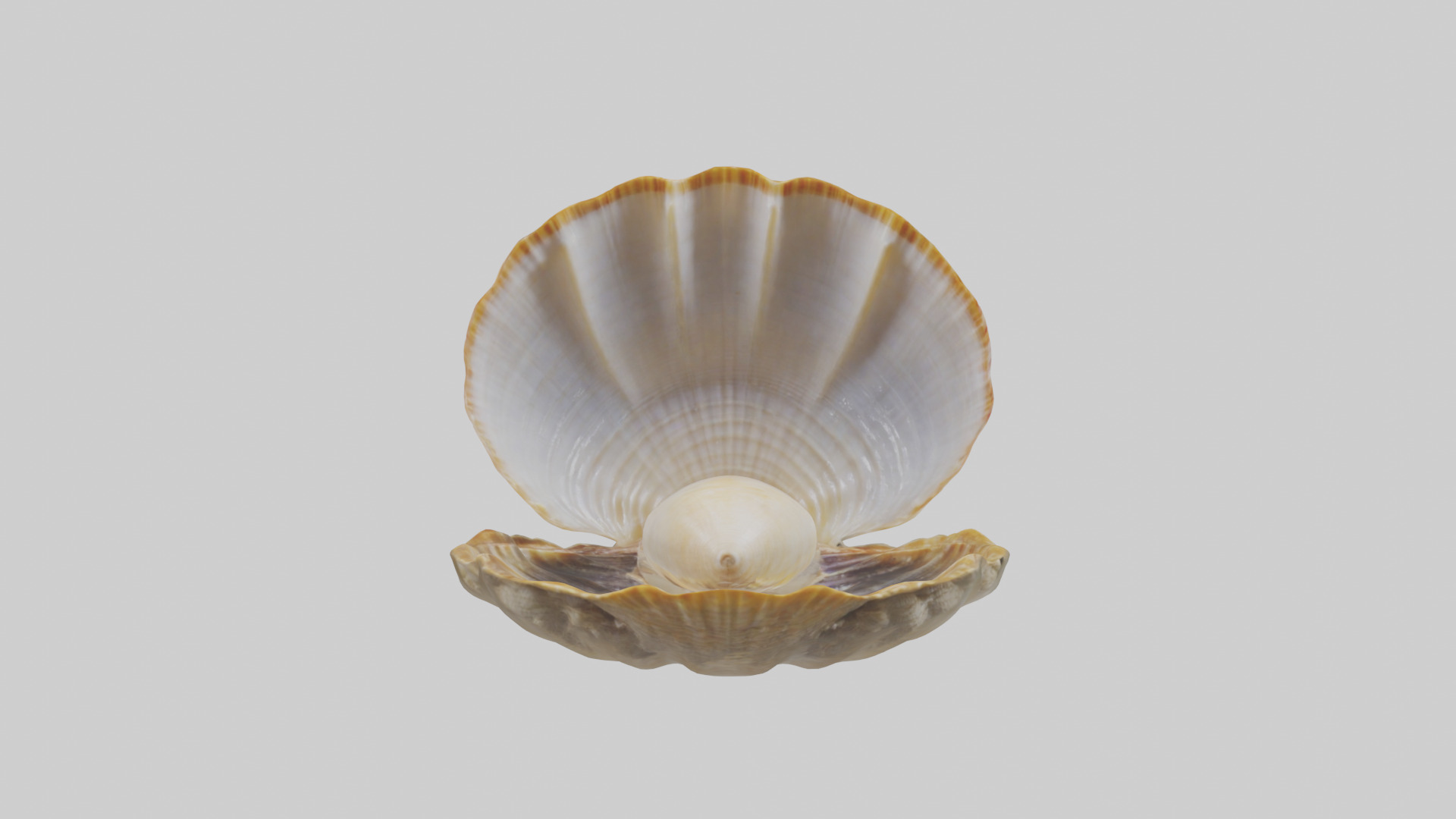 Clam opening shell model 3D model_9