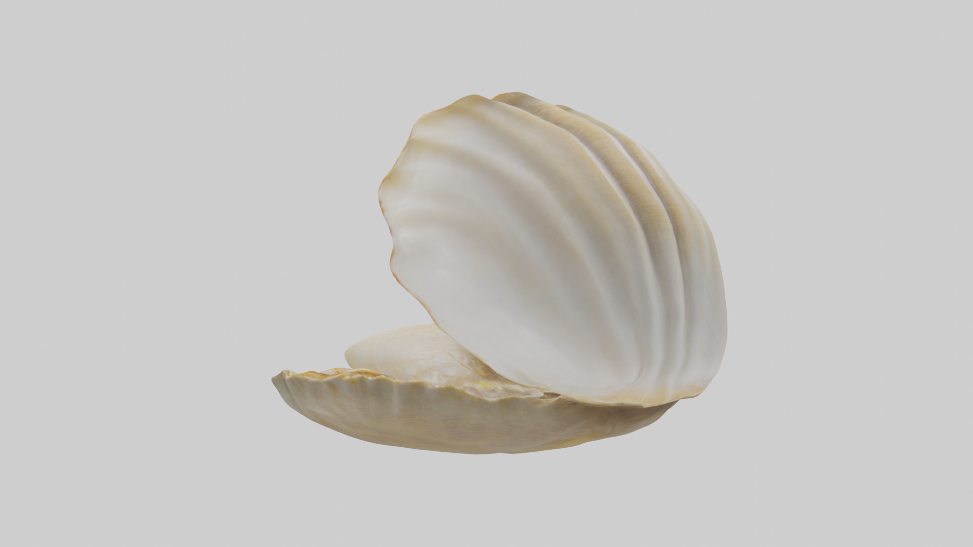 Clam opening shell model 3D model_1