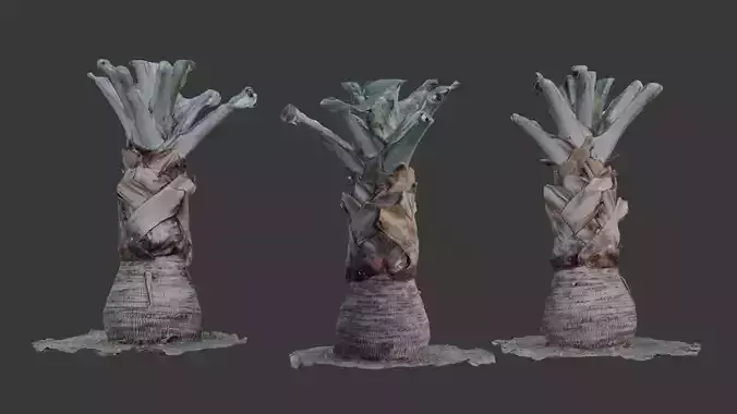 Palm Tree Trunk - 3D Scanned Model