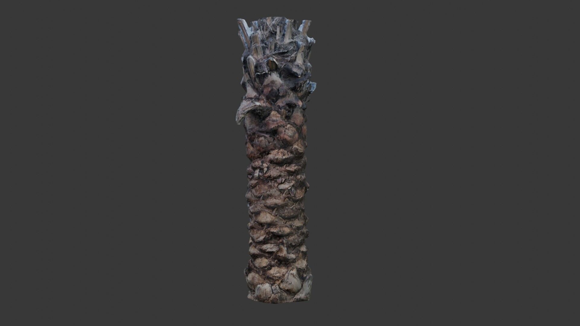 Tall Palm Tree Trunk - 3D Scanned Model Low-poly 3D model_1