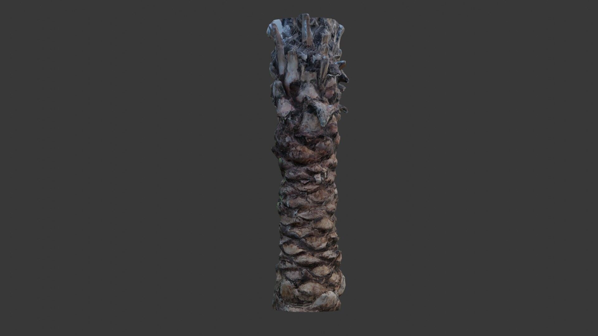 Tall Palm Tree Trunk - 3D Scanned Model Low-poly 3D model_4