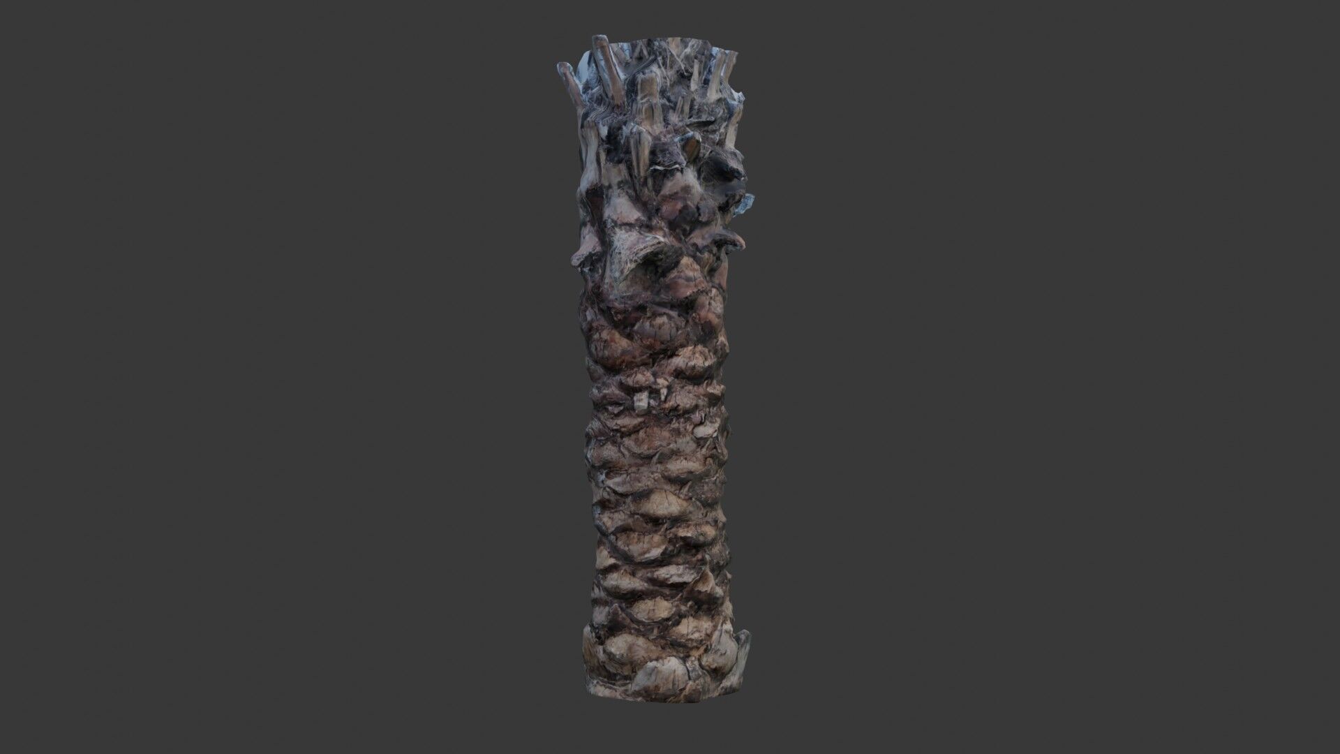 Tall Palm Tree Trunk - 3D Scanned Model Low-poly 3D model_3