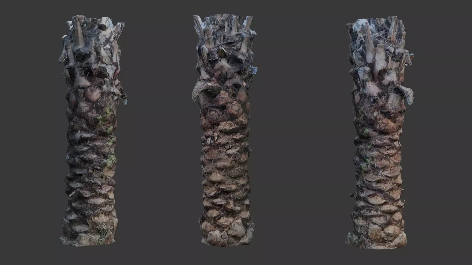 Tall Palm Tree Trunk - 3D Scanned Model Low-poly 3D model_0