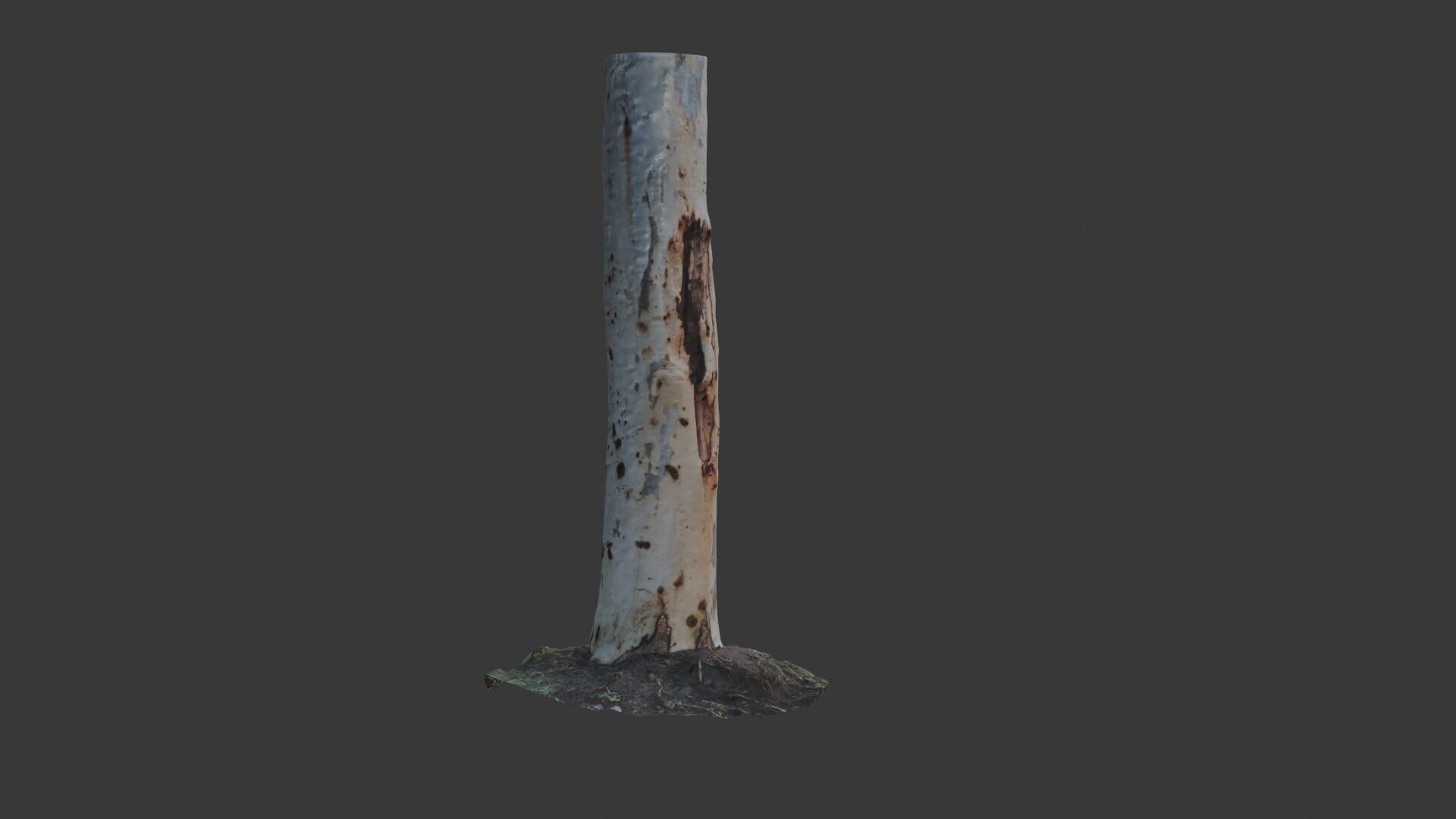 Realistic Eucalyptus Tree Trunk - 3D Scanned Model Low-poly 3D model_1