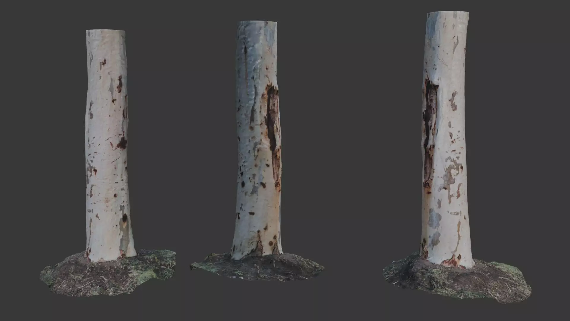 Realistic Eucalyptus Tree Trunk - 3D Scanned Model Low-poly 3D model_0