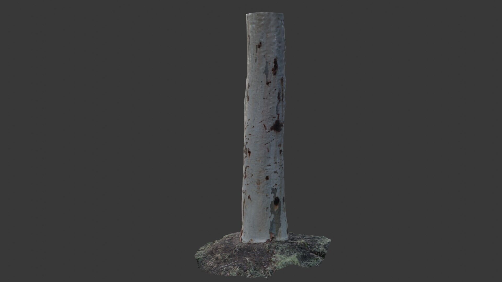 Realistic Eucalyptus Tree Trunk - 3D Scanned Model Low-poly 3D model_5