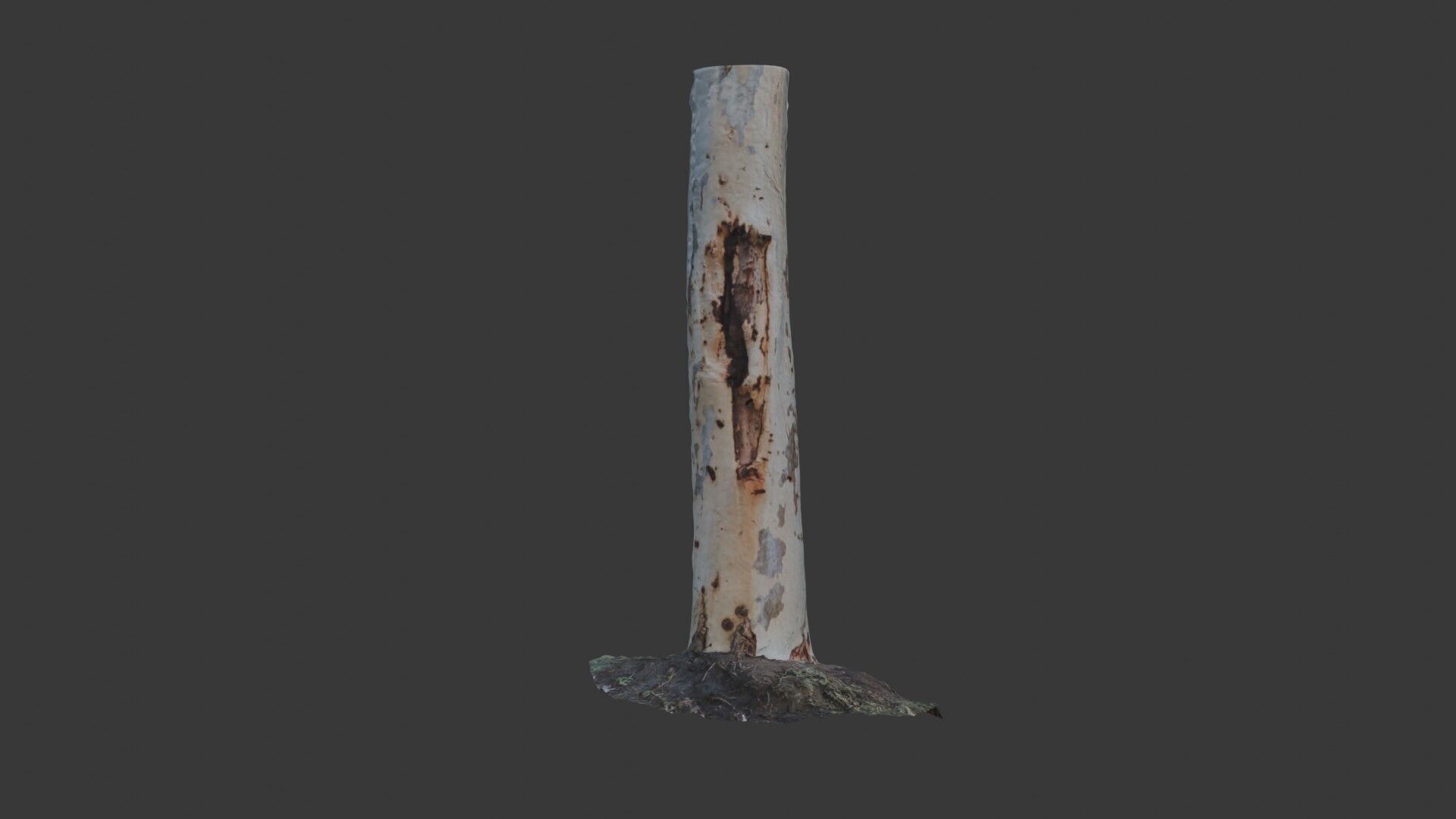 Realistic Eucalyptus Tree Trunk - 3D Scanned Model Low-poly 3D model_7