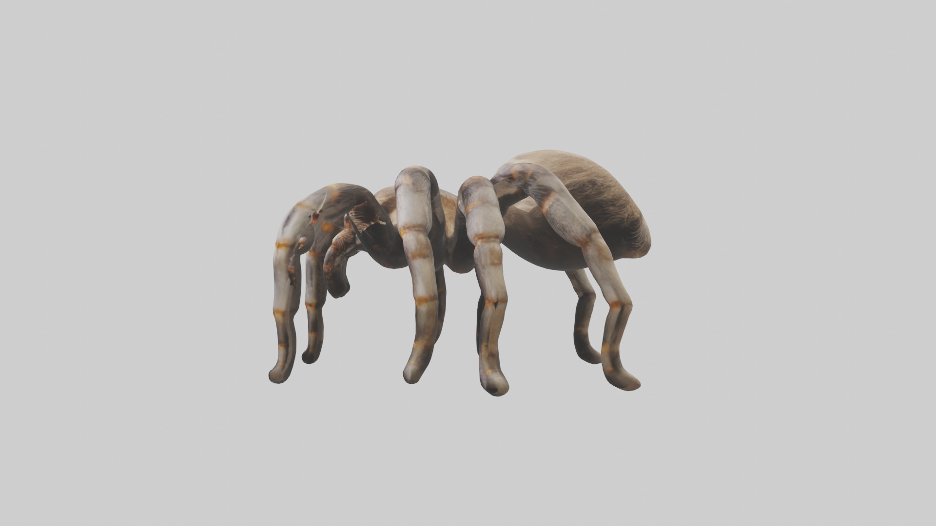 Tarantula Legs Model Low-poly 3D model_12