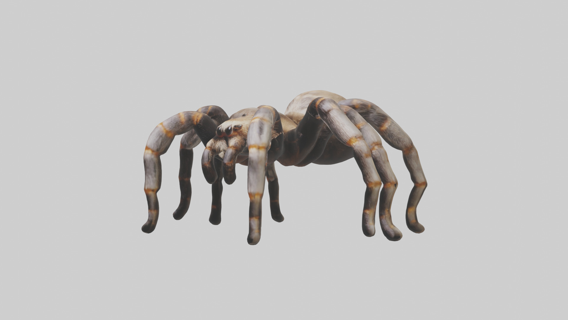 Tarantula Legs Model Low-poly 3D model_8