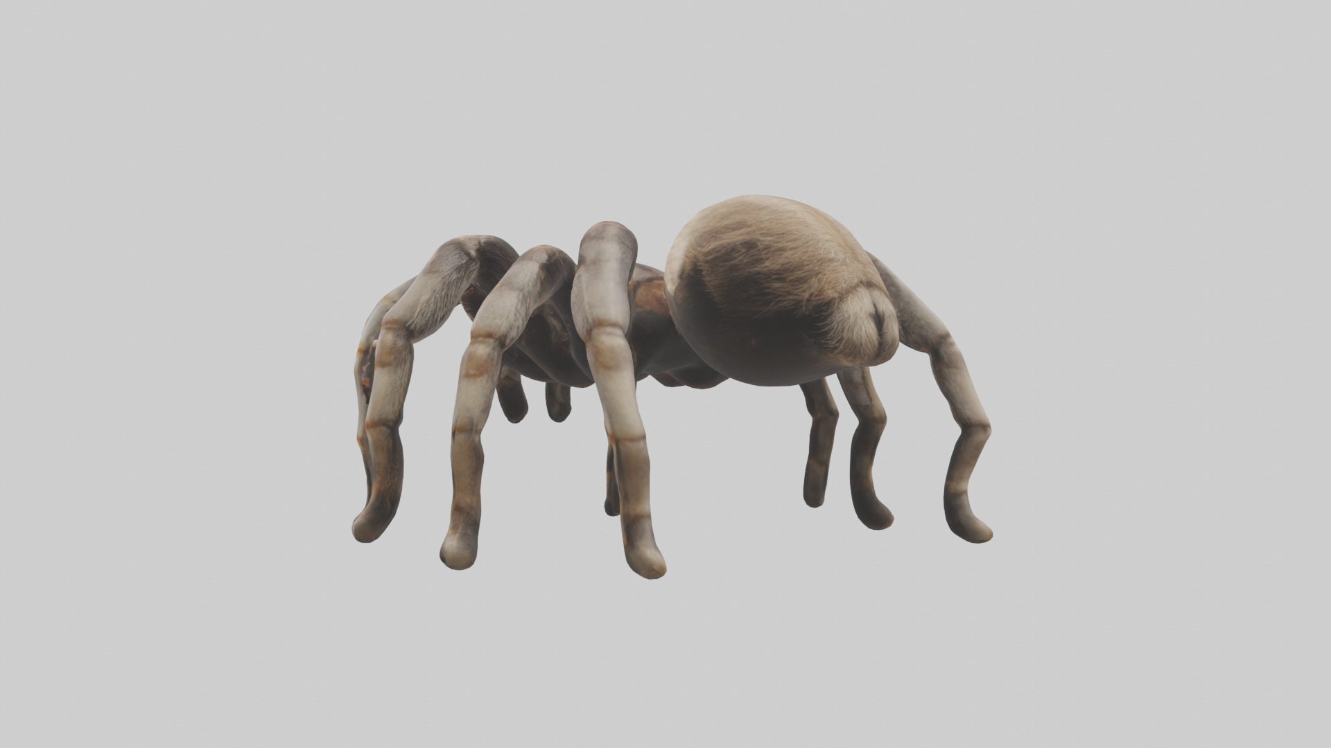 Tarantula Legs Model Low-poly 3D model_1