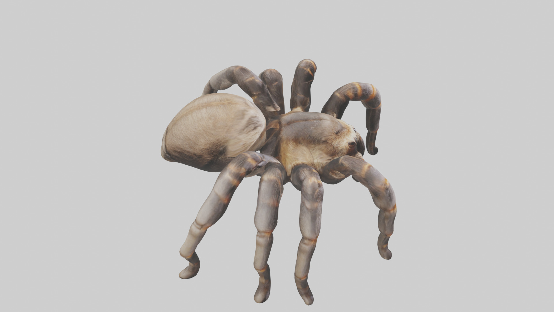 Tarantula Legs Model Low-poly 3D model_18