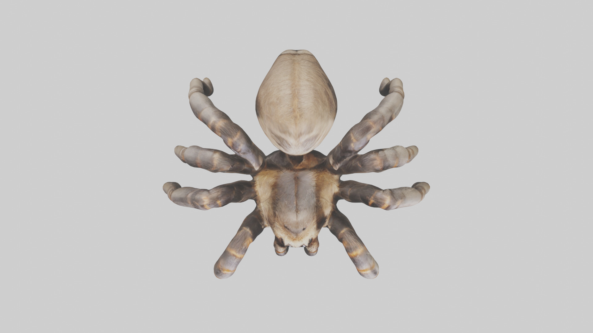 Tarantula Legs Model Low-poly 3D model_14