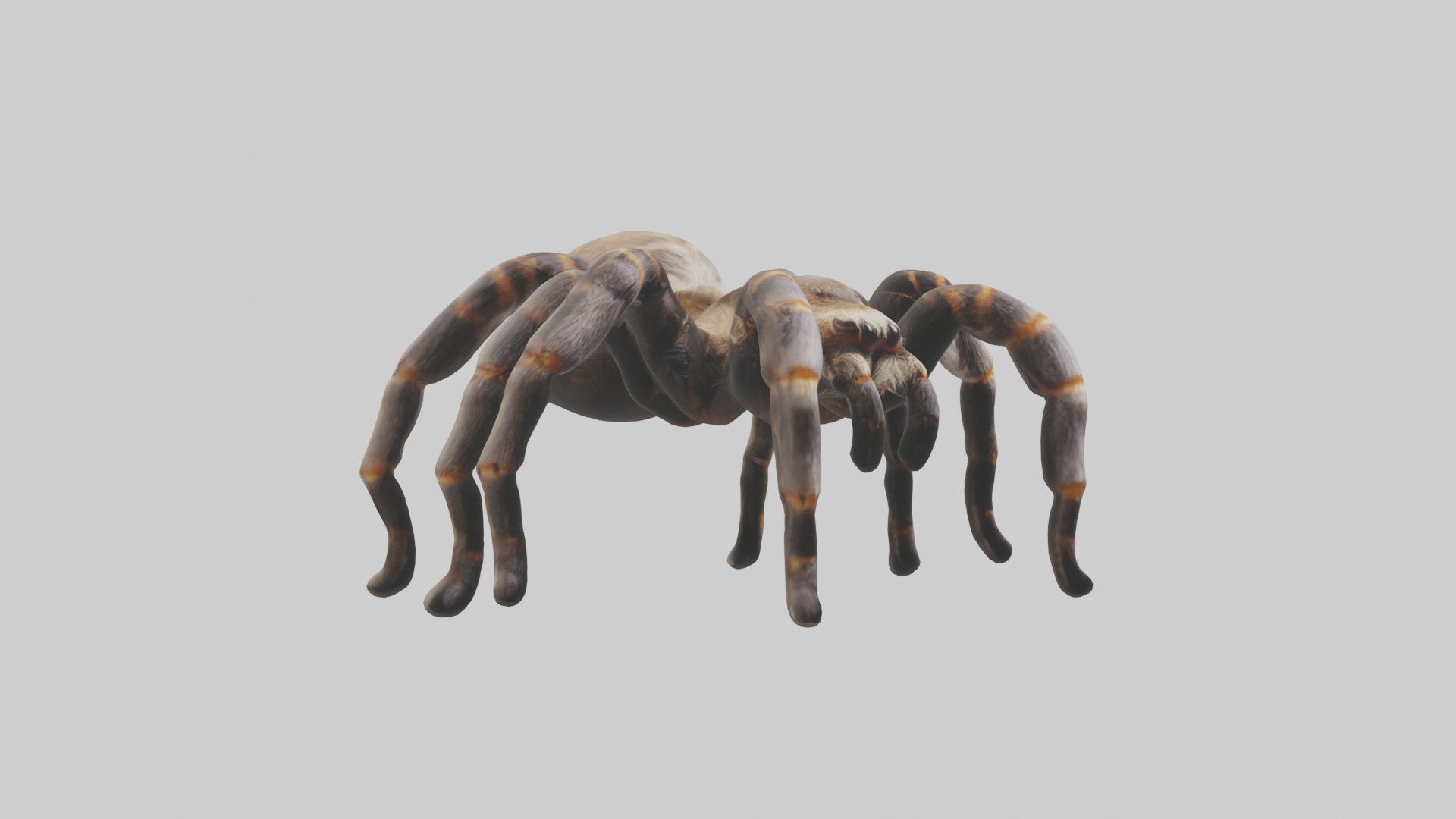 Tarantula Legs Model Low-poly 3D model_7