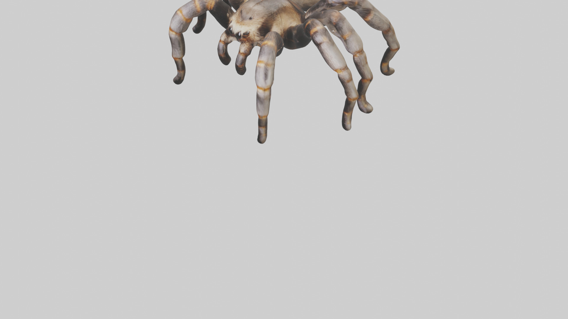 Tarantula Legs Model Low-poly 3D model_5