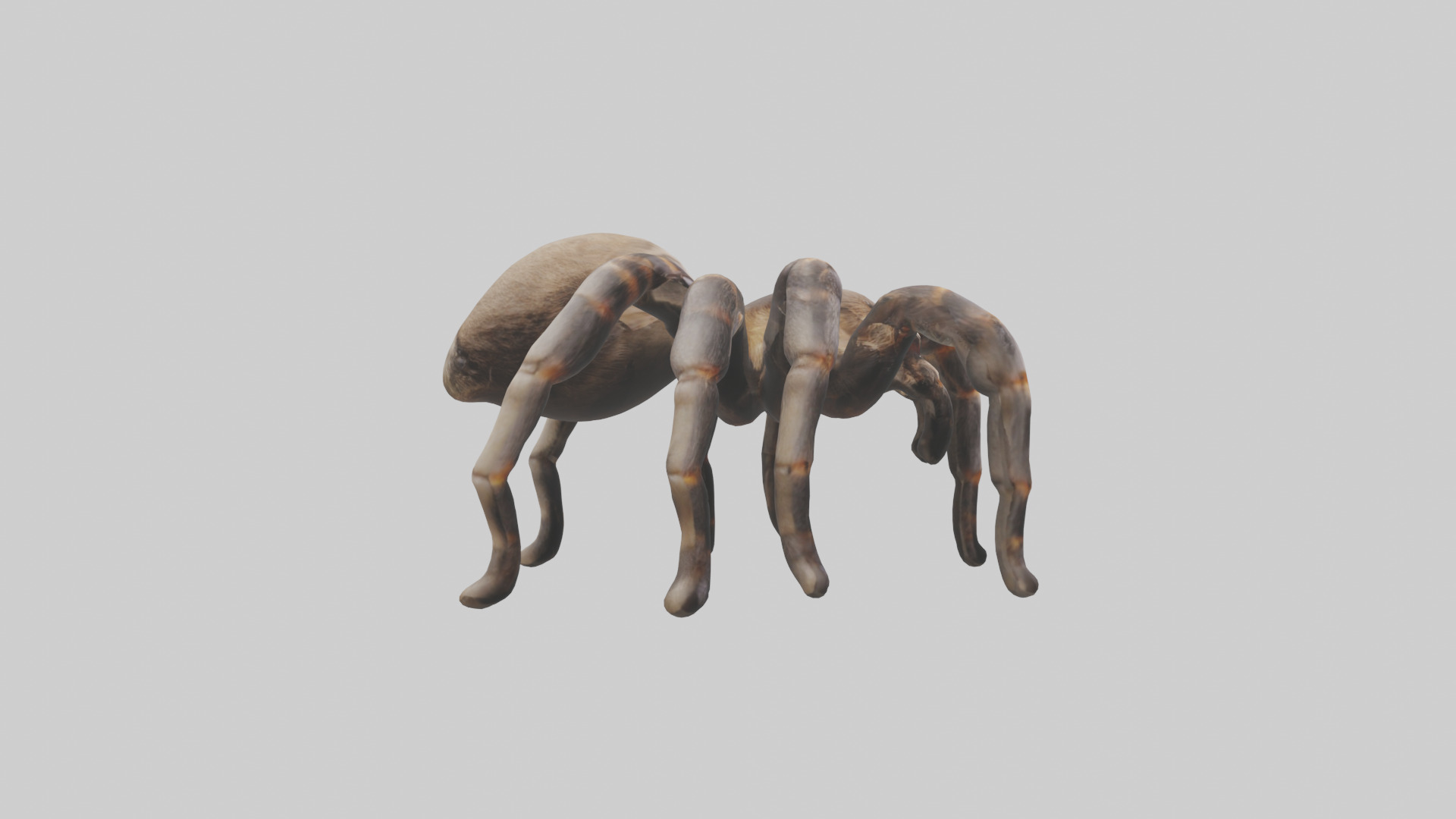 Tarantula Legs Model Low-poly 3D model_13