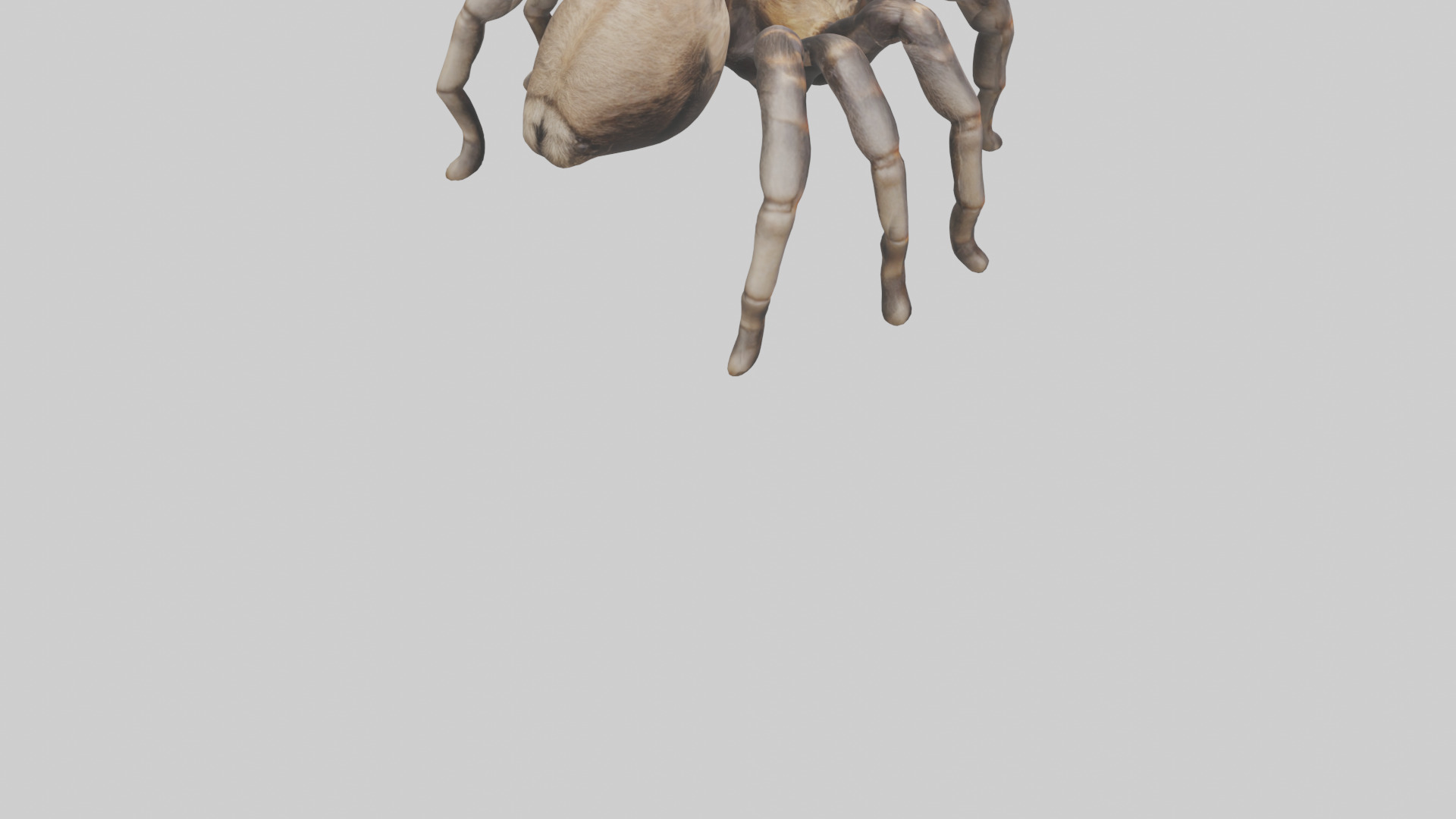 Tarantula Legs Model Low-poly 3D model_4